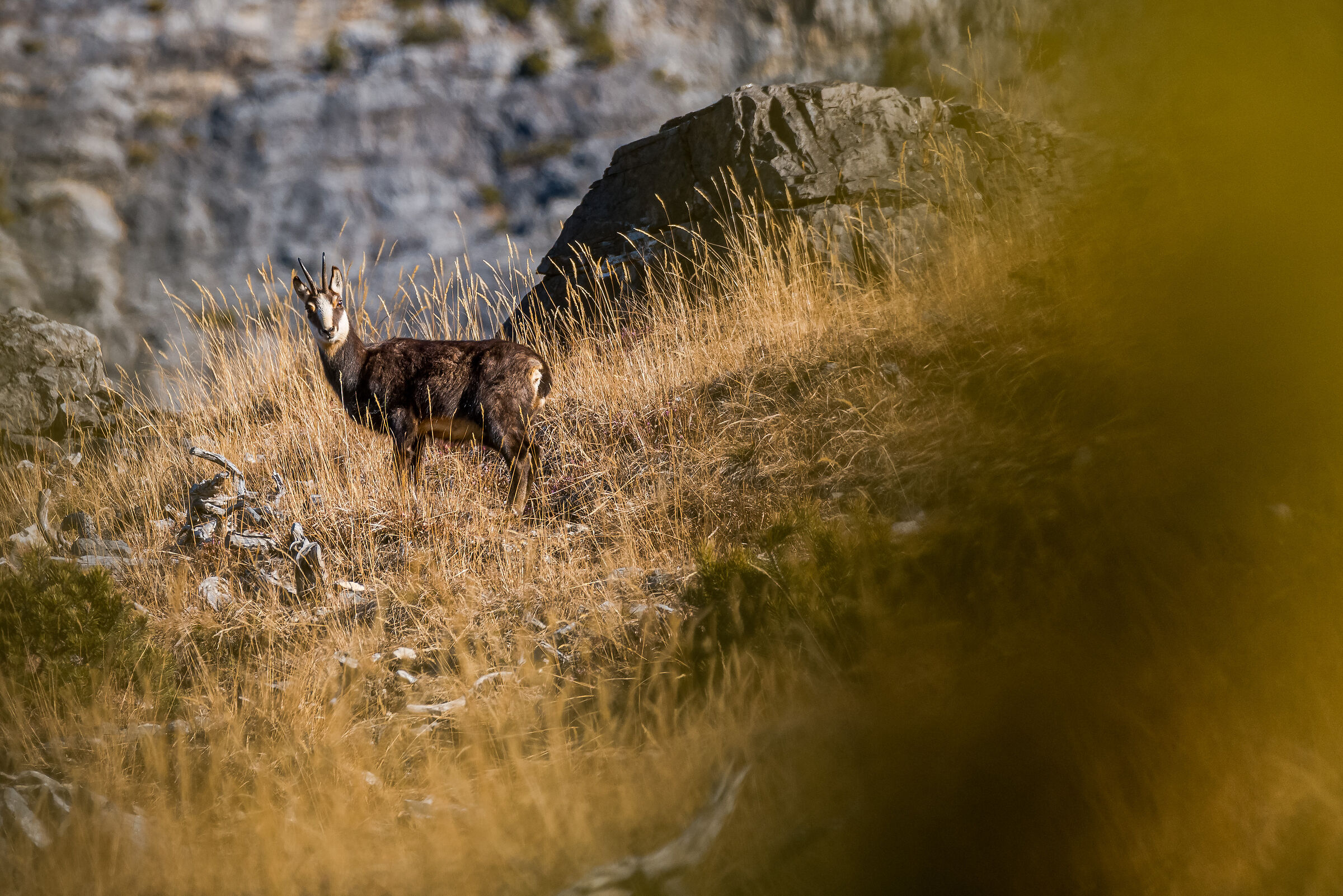Chamois