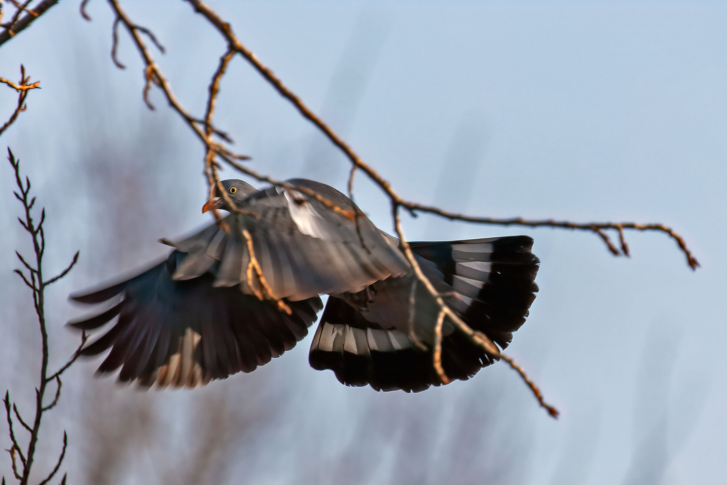 A me gli occhi, Please