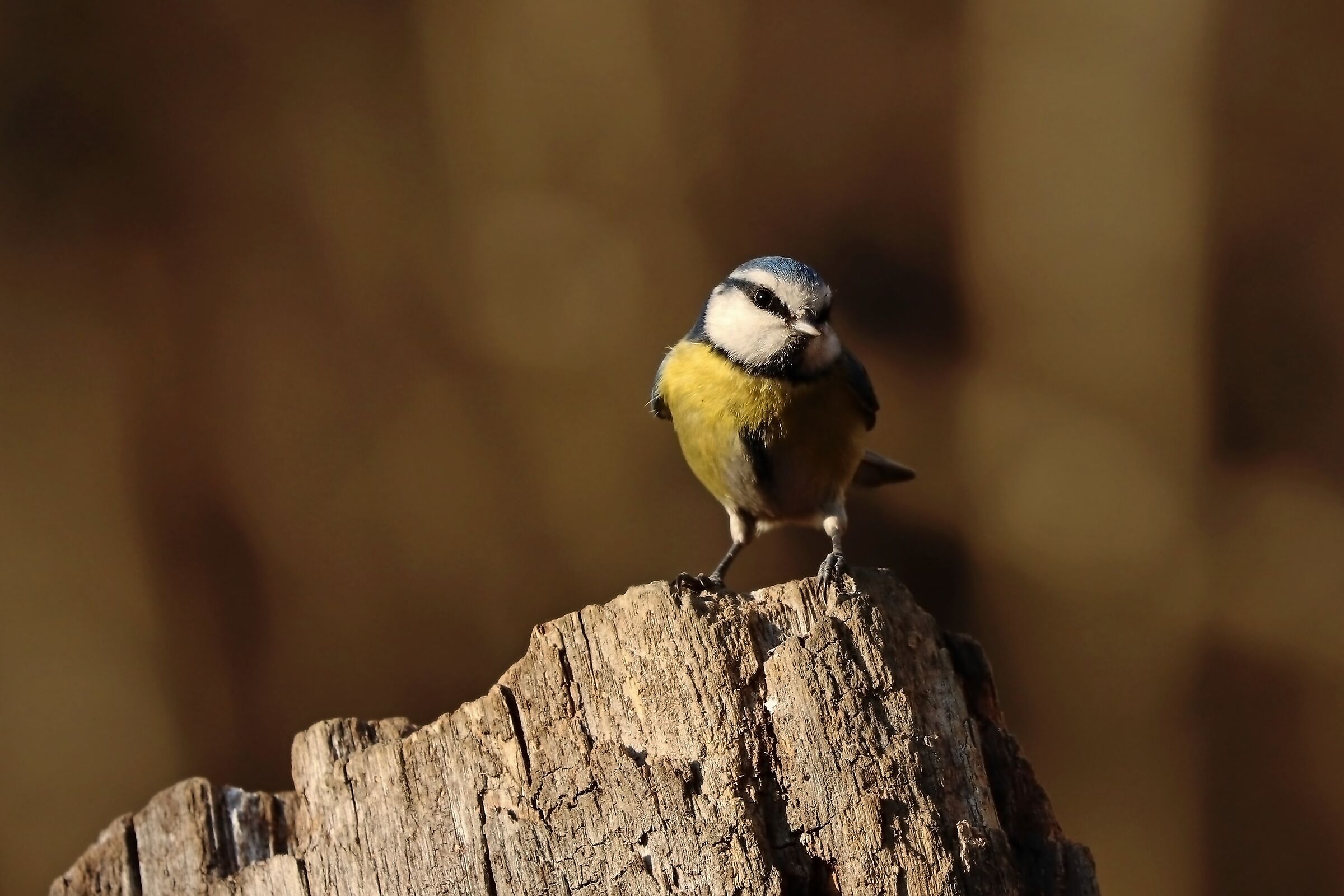 Salve a tutti, sono Ella....
