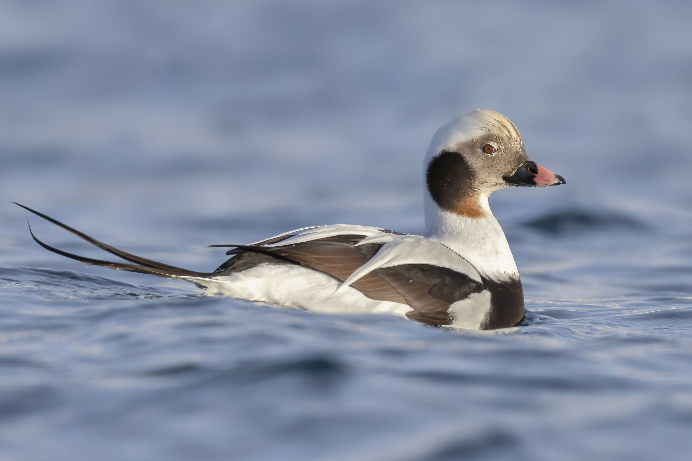Moretta codona, eleganza nordica