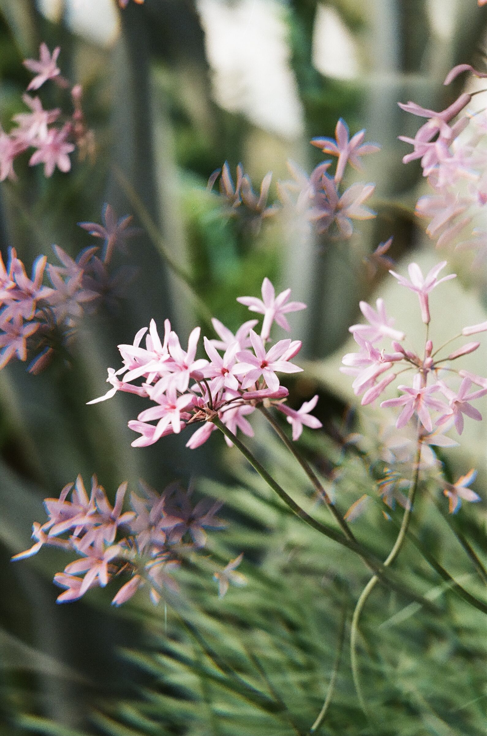 Tulbaghia violacea
