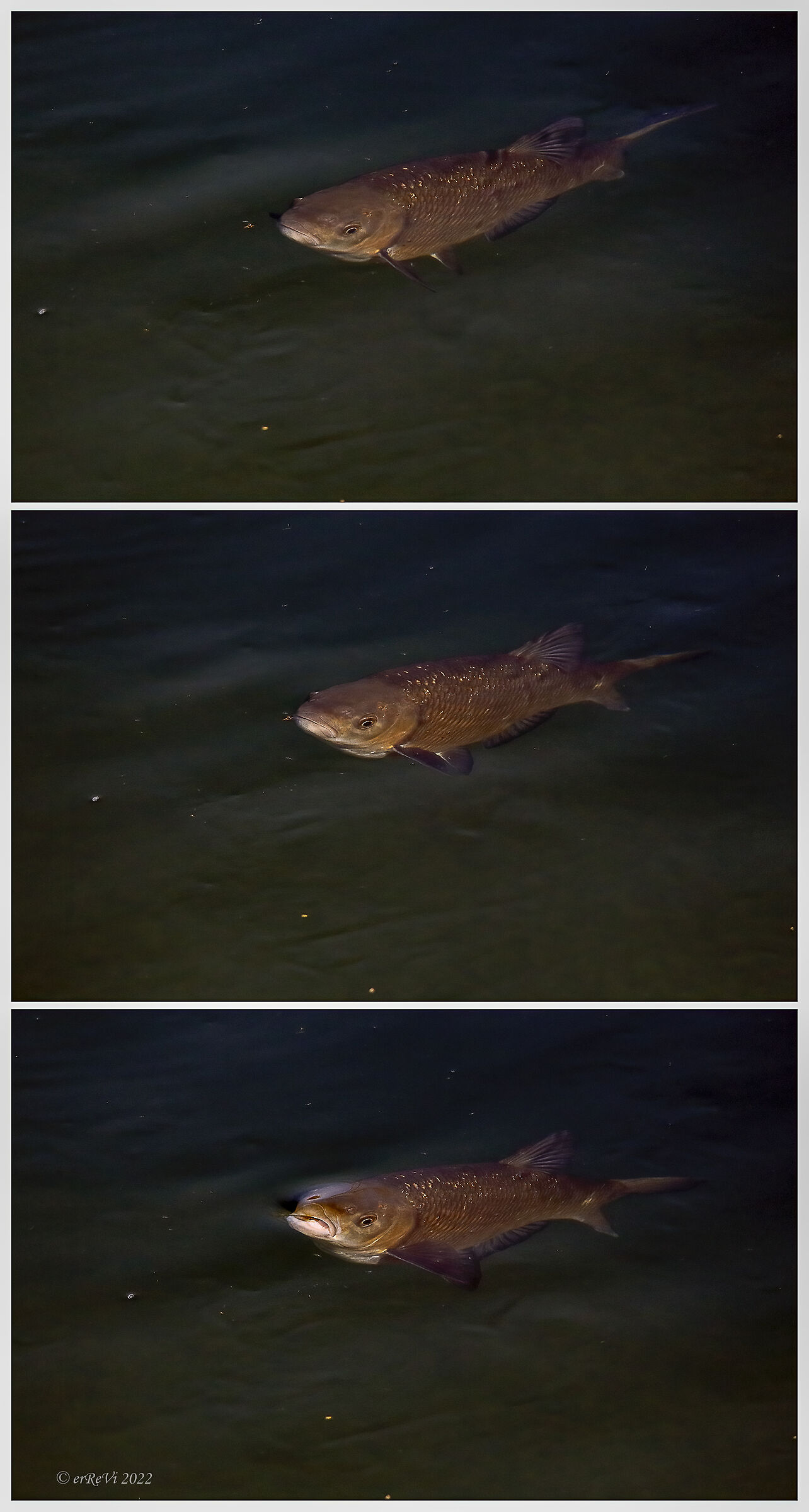 Fish watching (Bubble chub sequence)