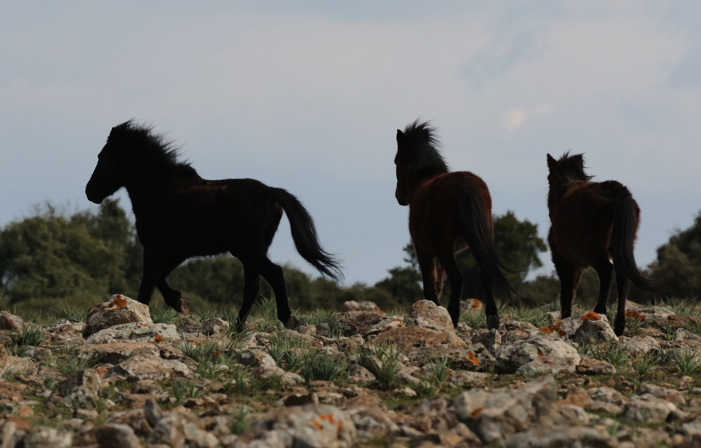 Il Trio si allontana
