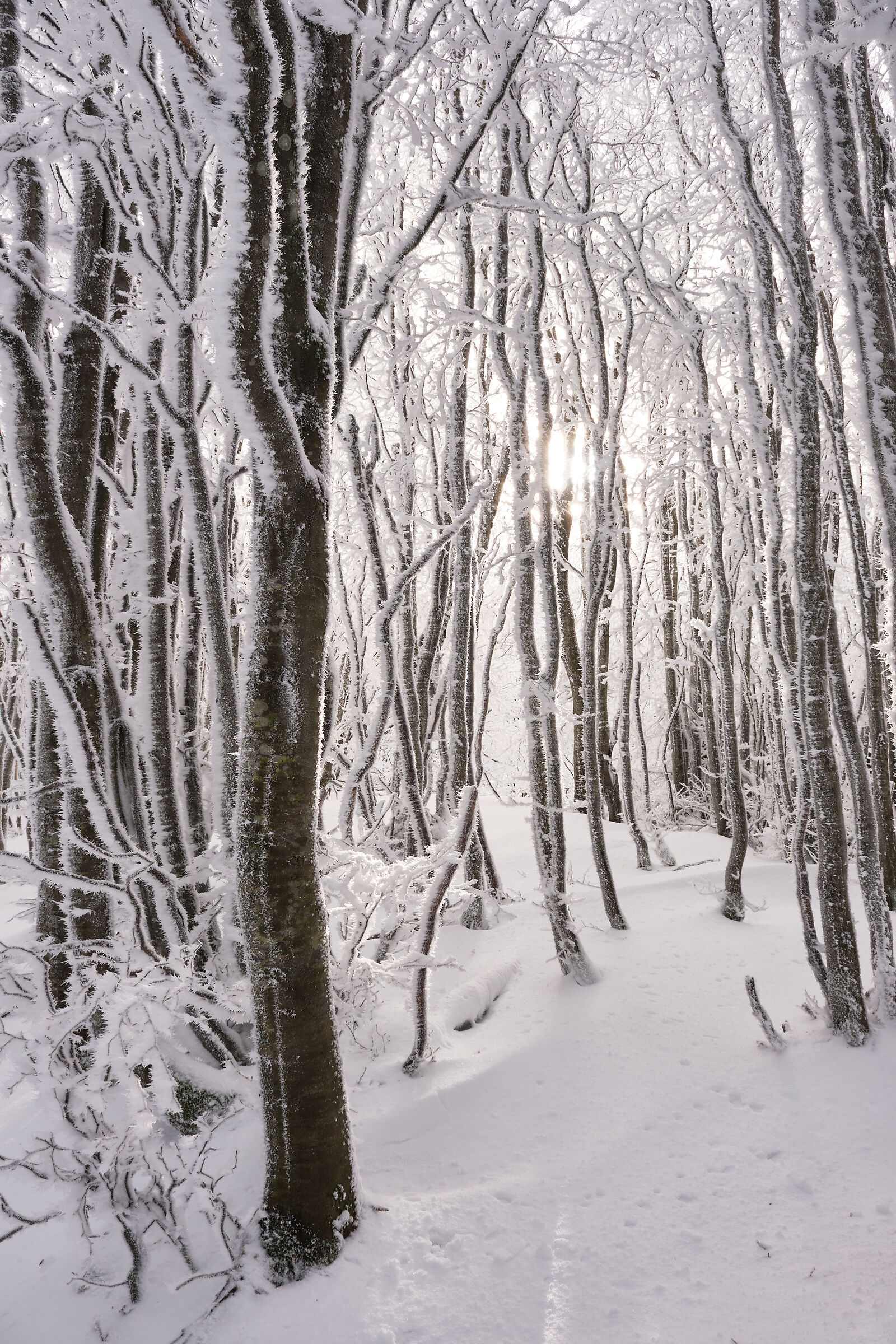 frozen sun