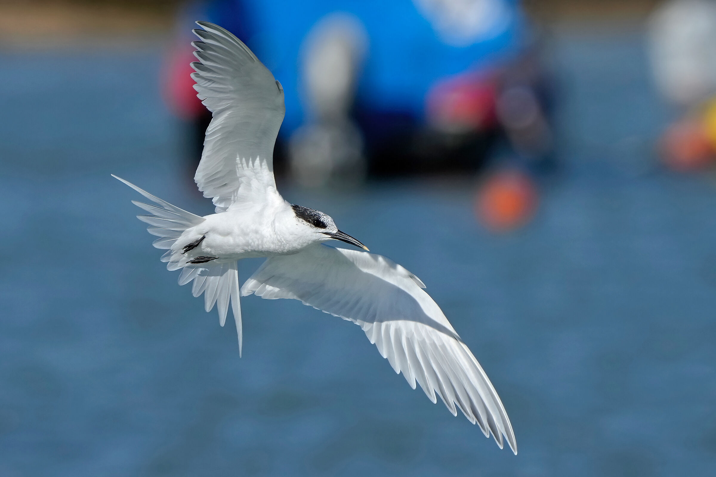 Sandwich tern