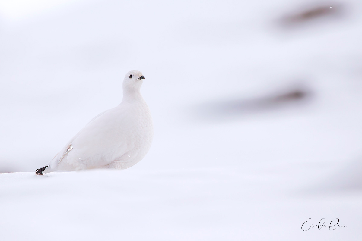ptarmigan