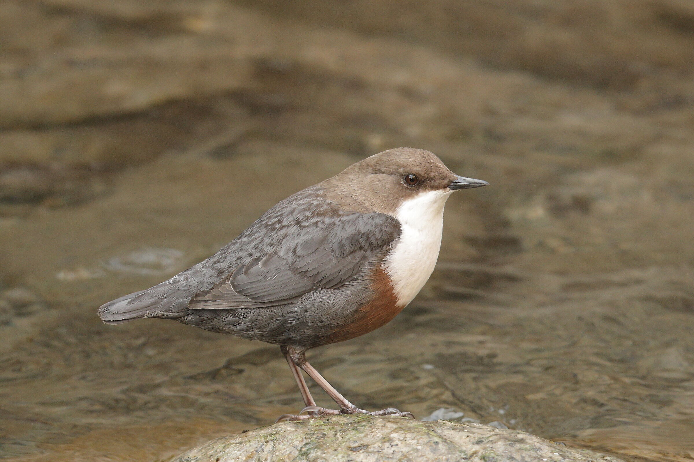 White-throated dipper