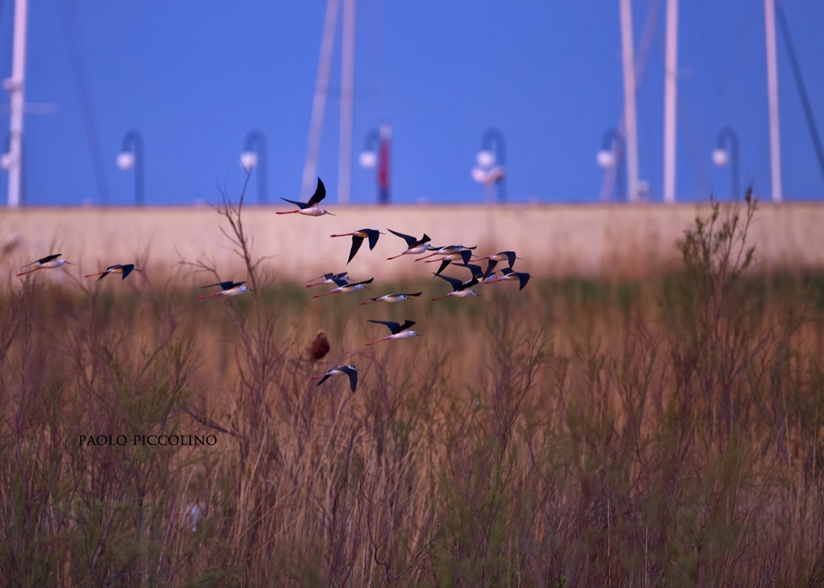what do I eat? marsh harrier and knights of Italy