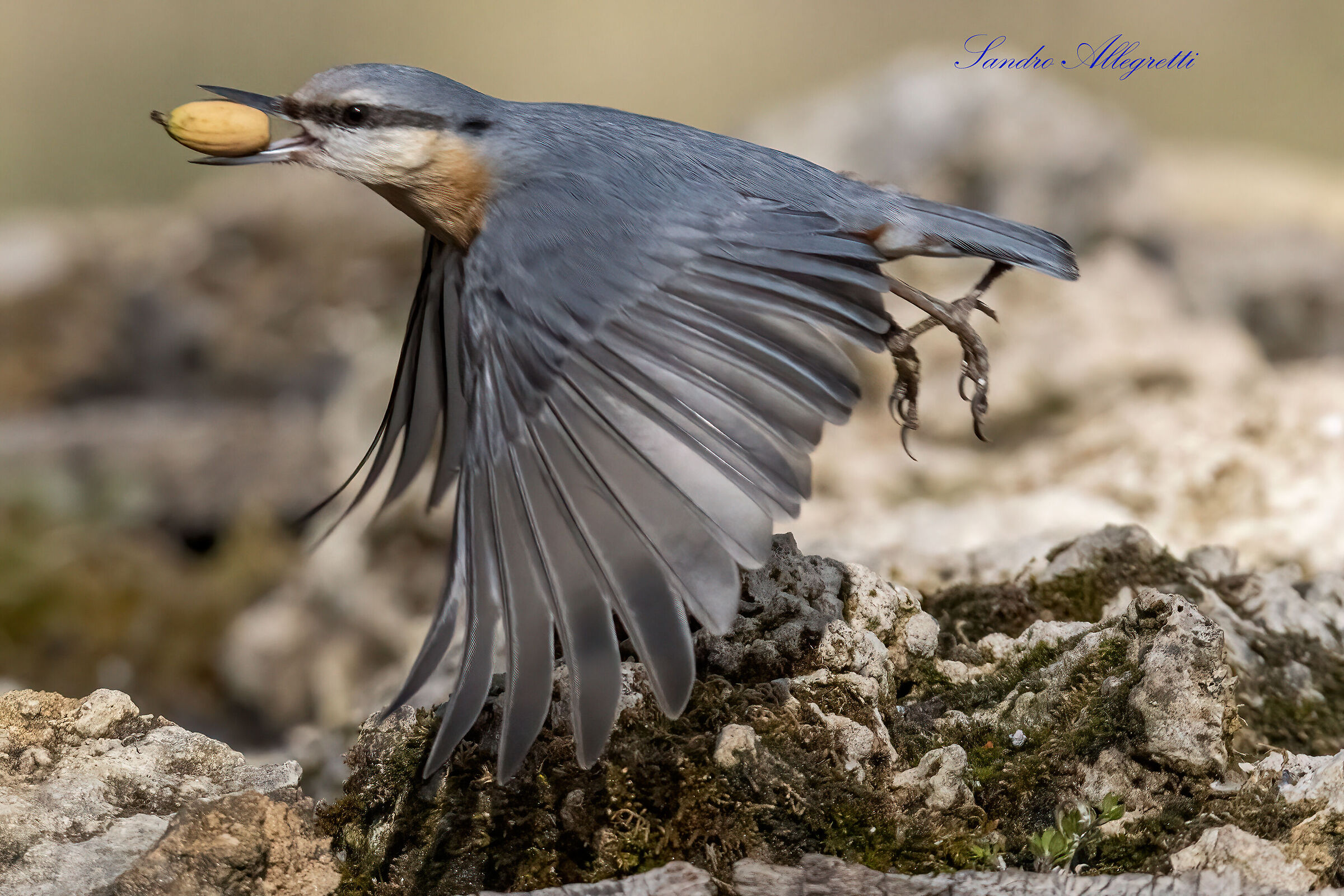 The woodpecker (Sitta europaea)