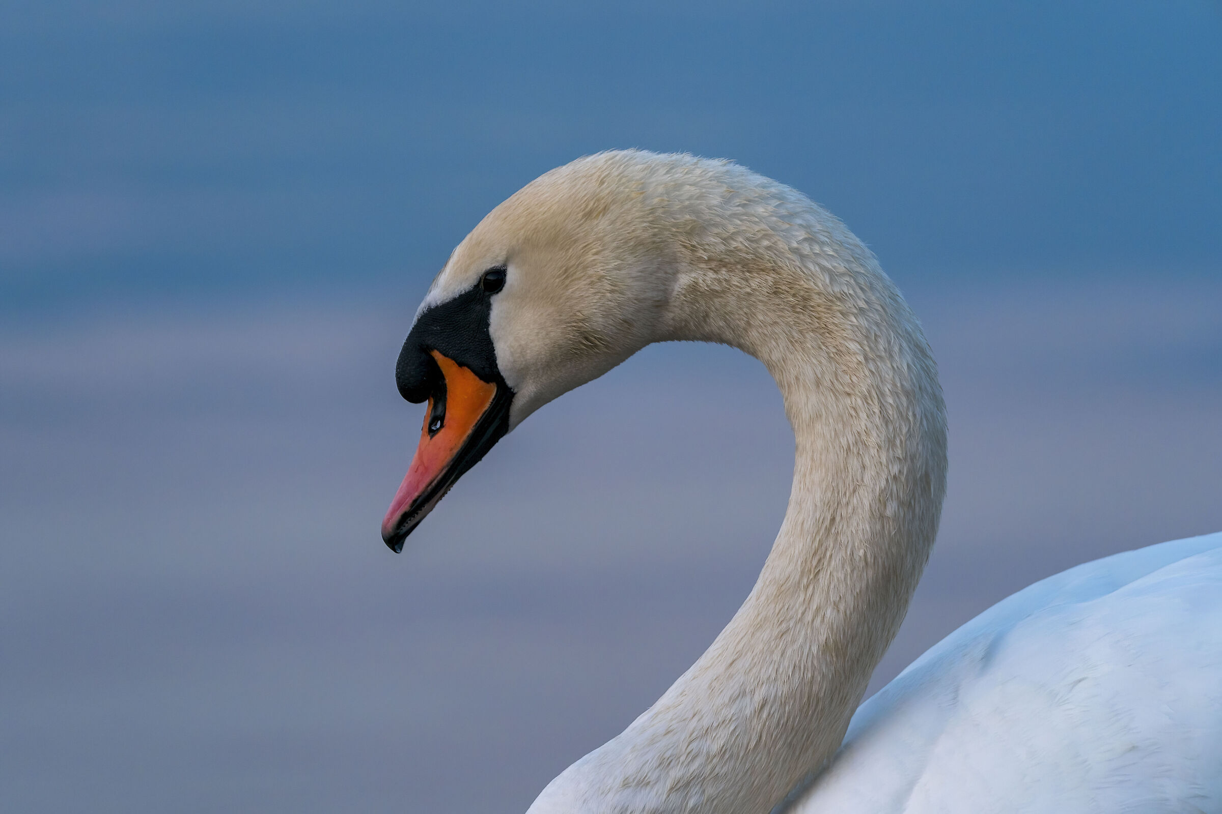 Swan