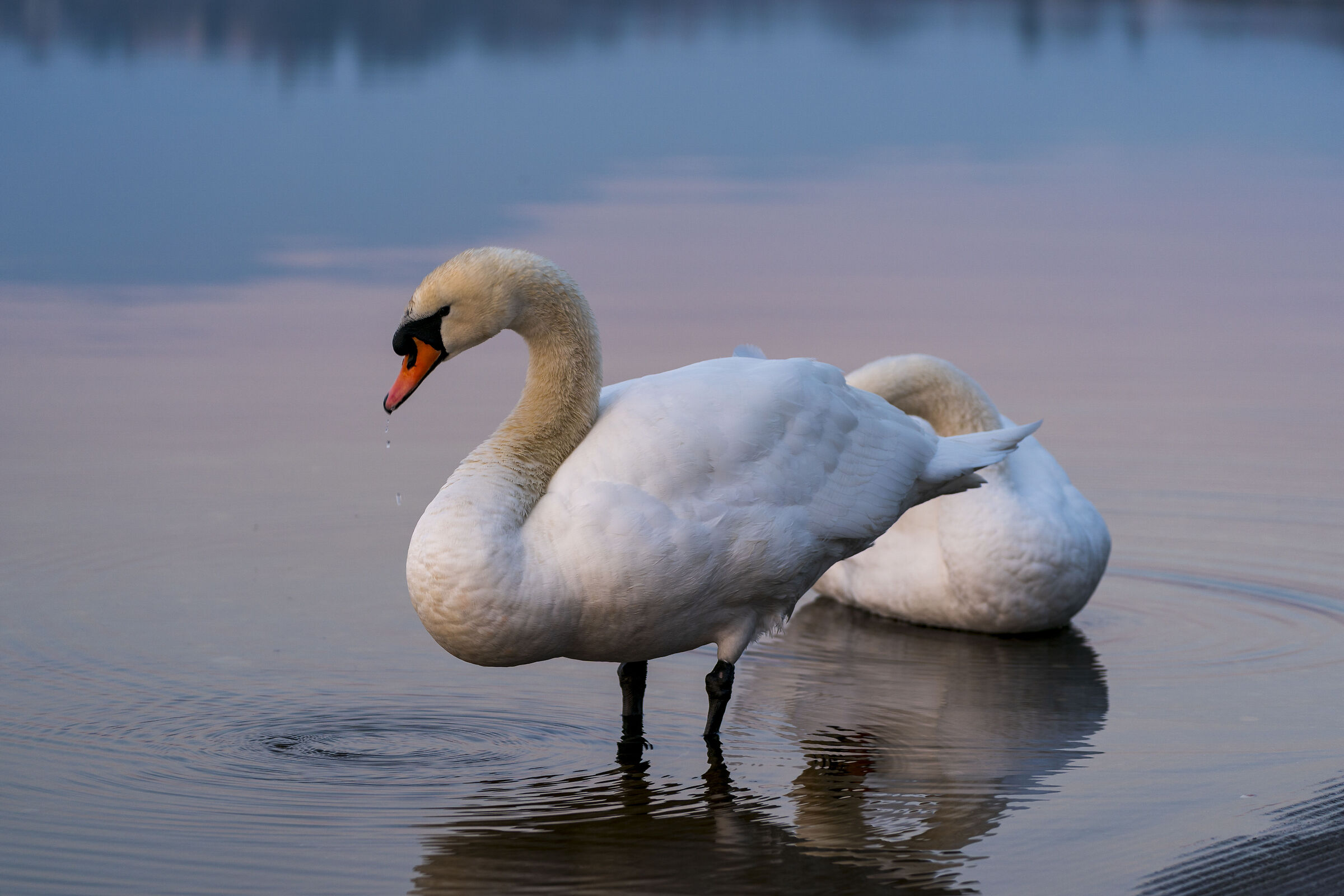 Swans by the lake