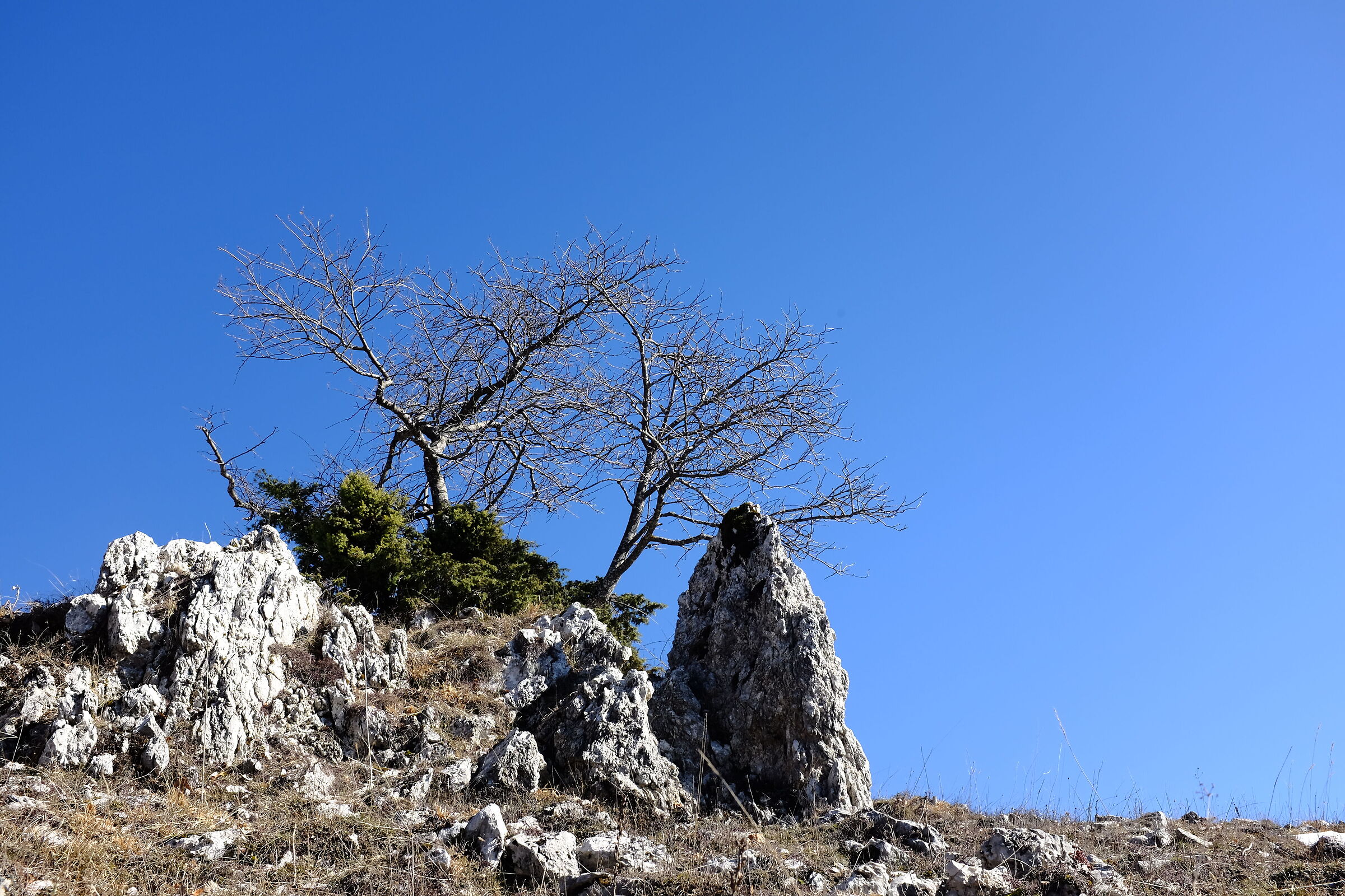piccolo melo solitario