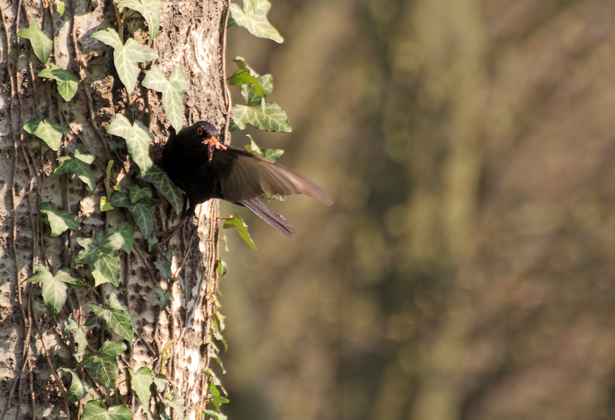 The blackbird and worms