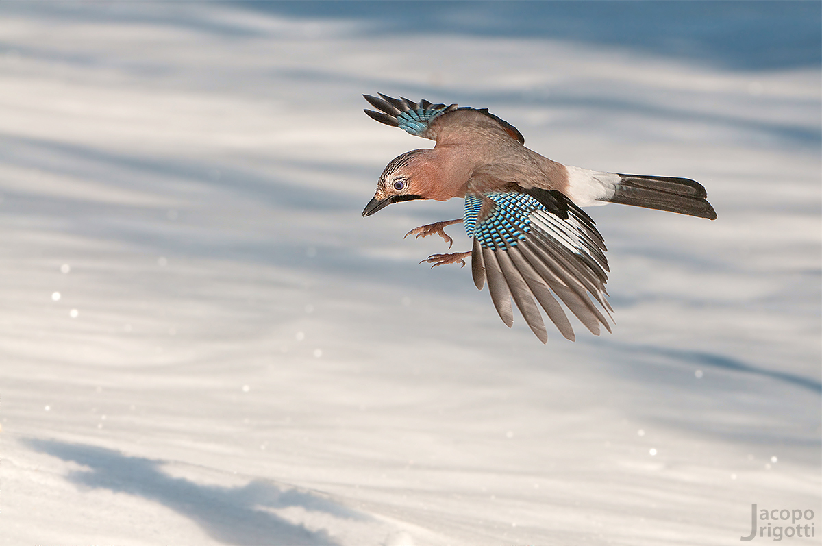 Ghiandaia in atterraggio