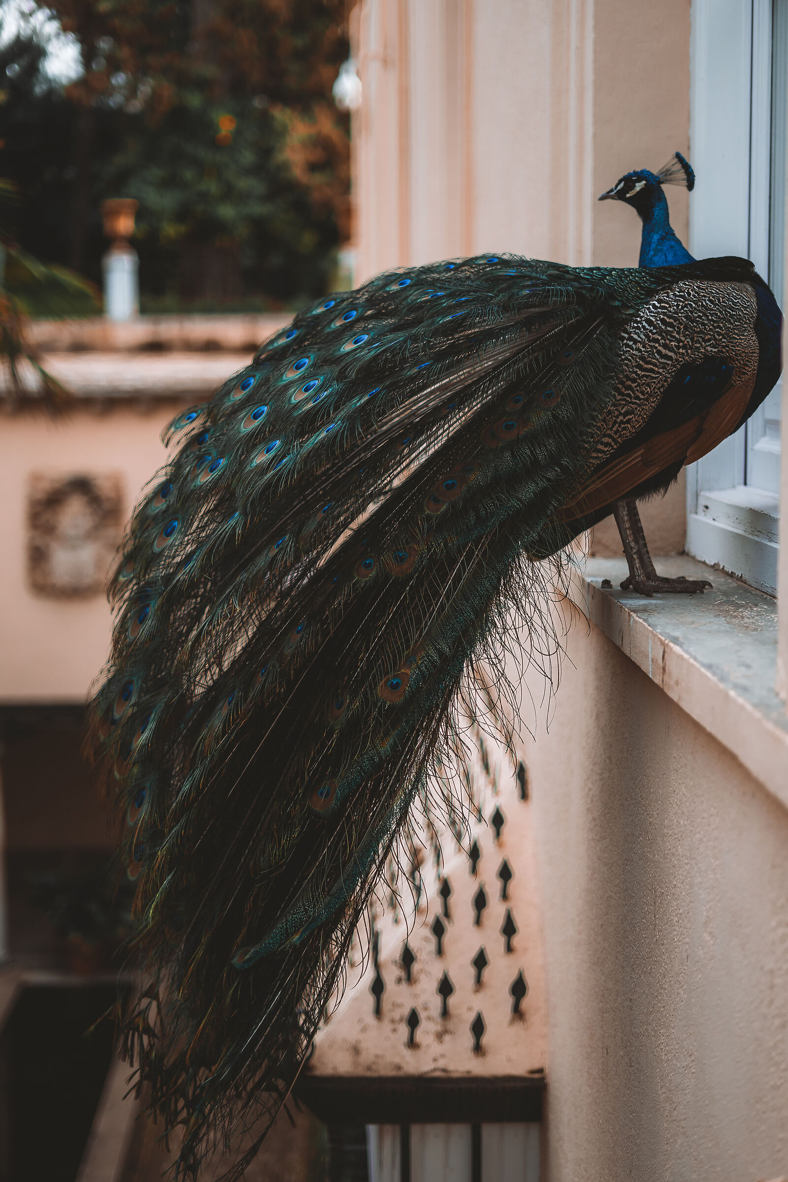 The peacock and its geometries 1