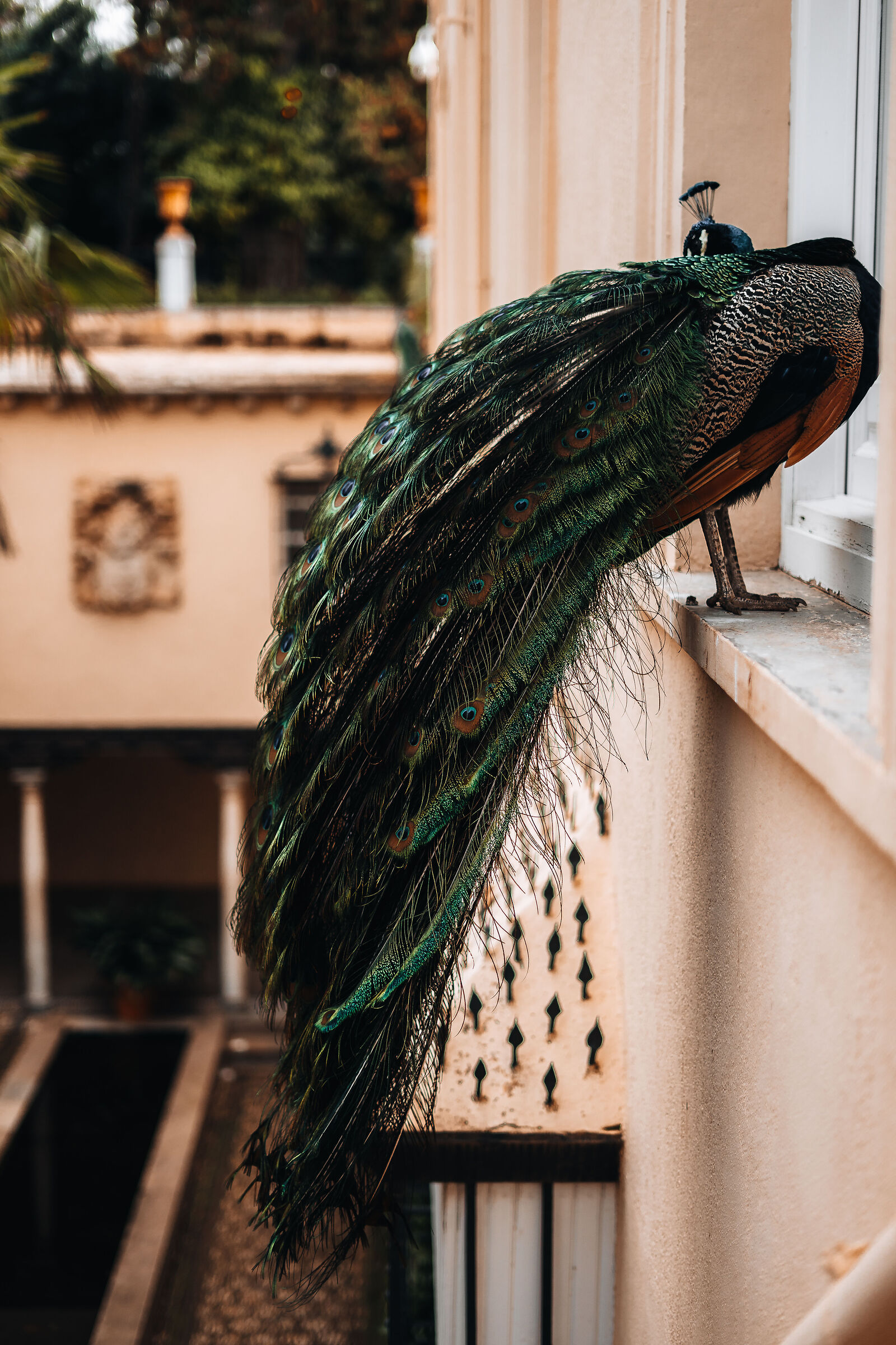 The peacock and its geometries 2