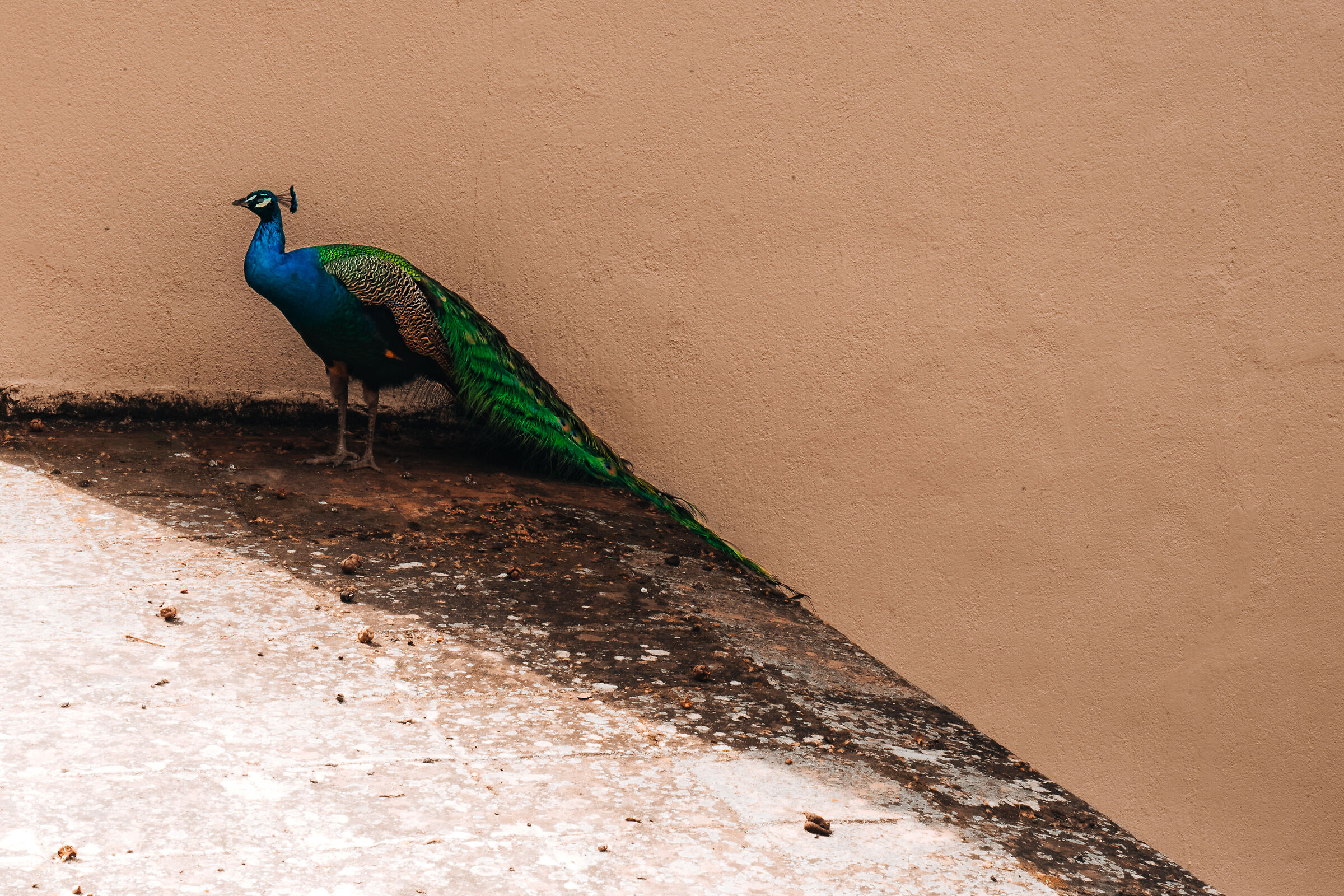 The peacock and the light 1