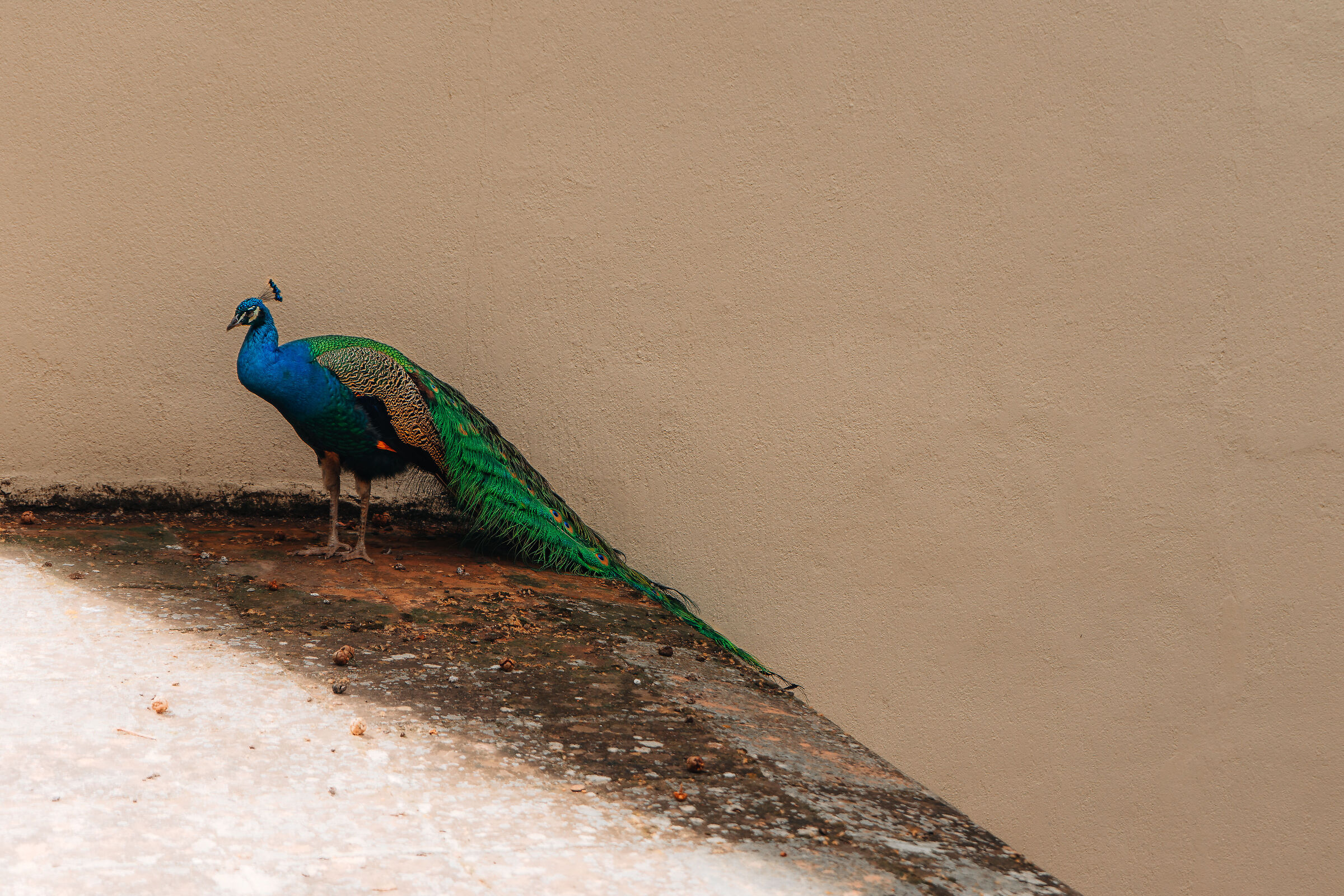 The peacock and the light 2