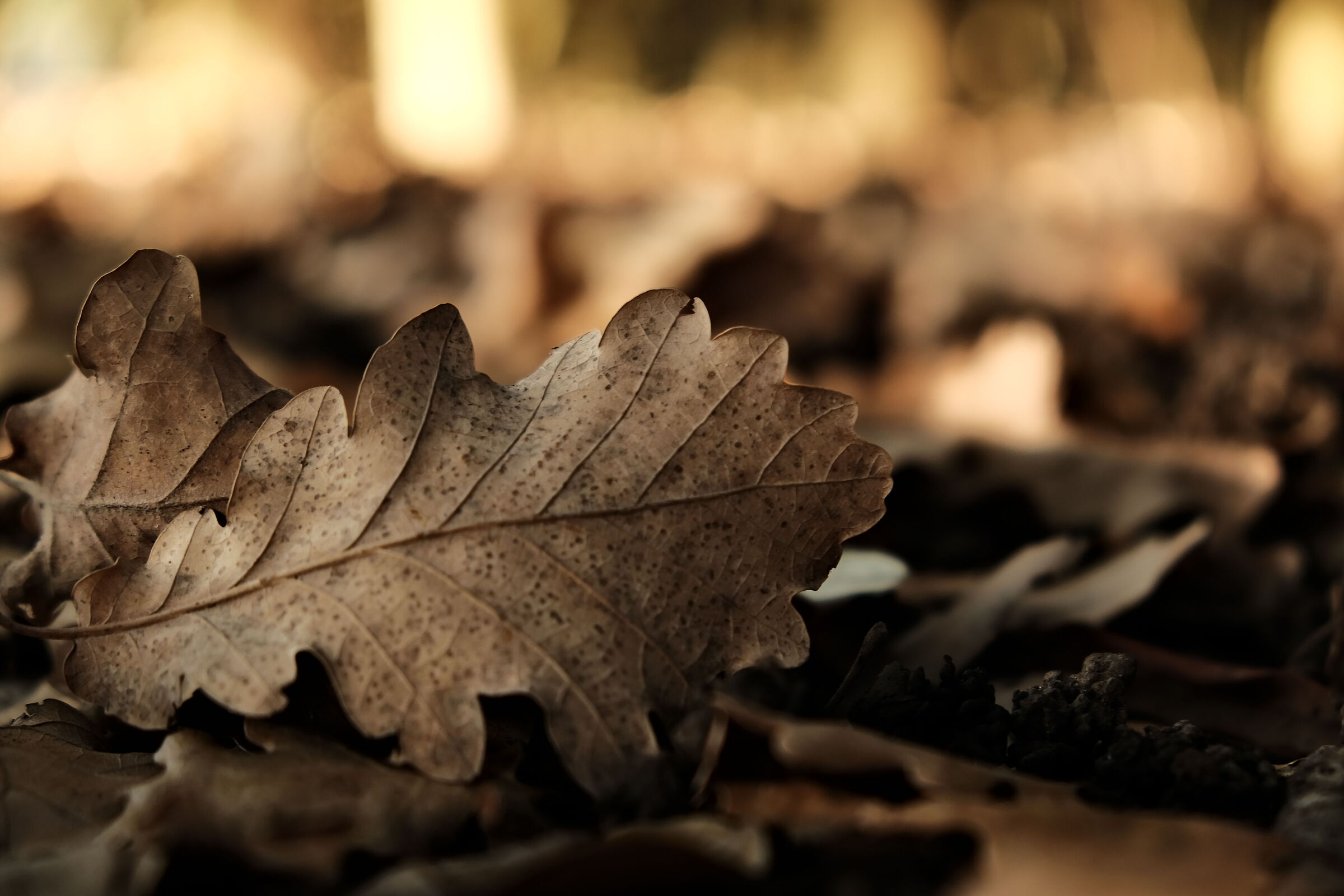 Leaf at the park of the Royal Palace of Carditello