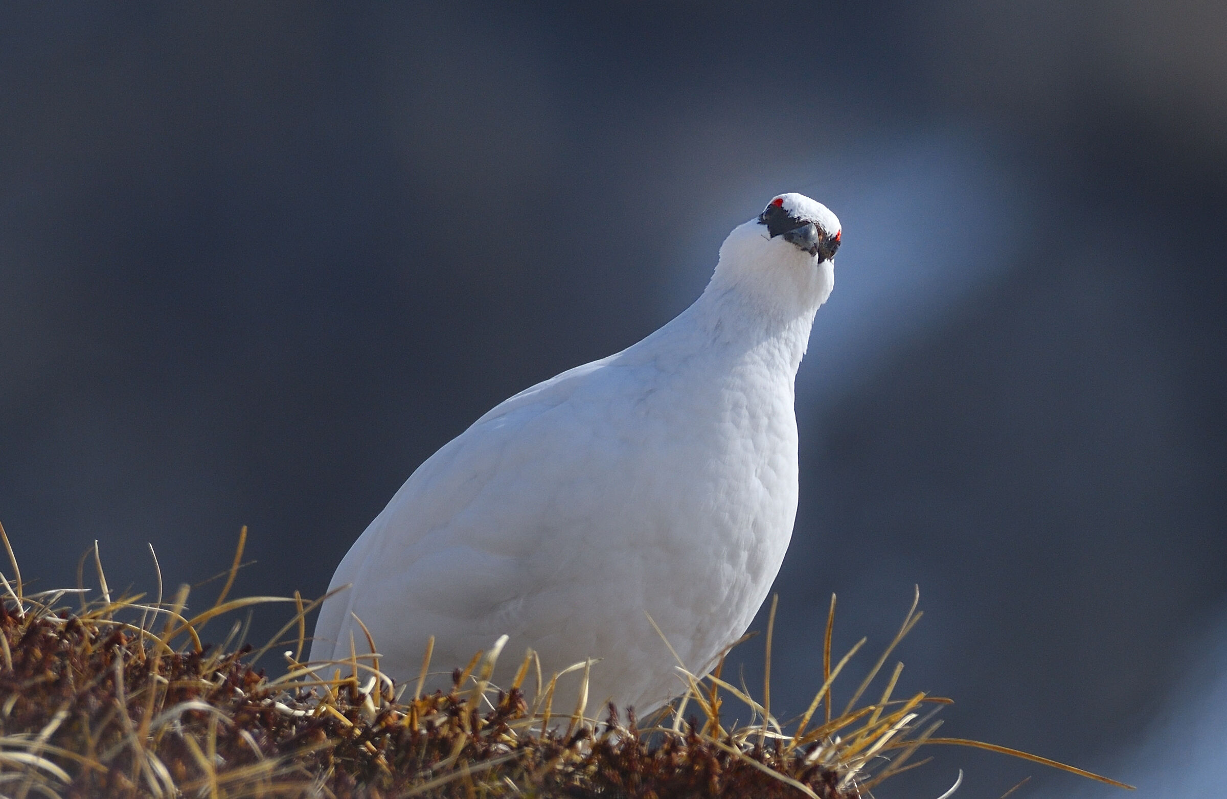 pernice bianca curiosa