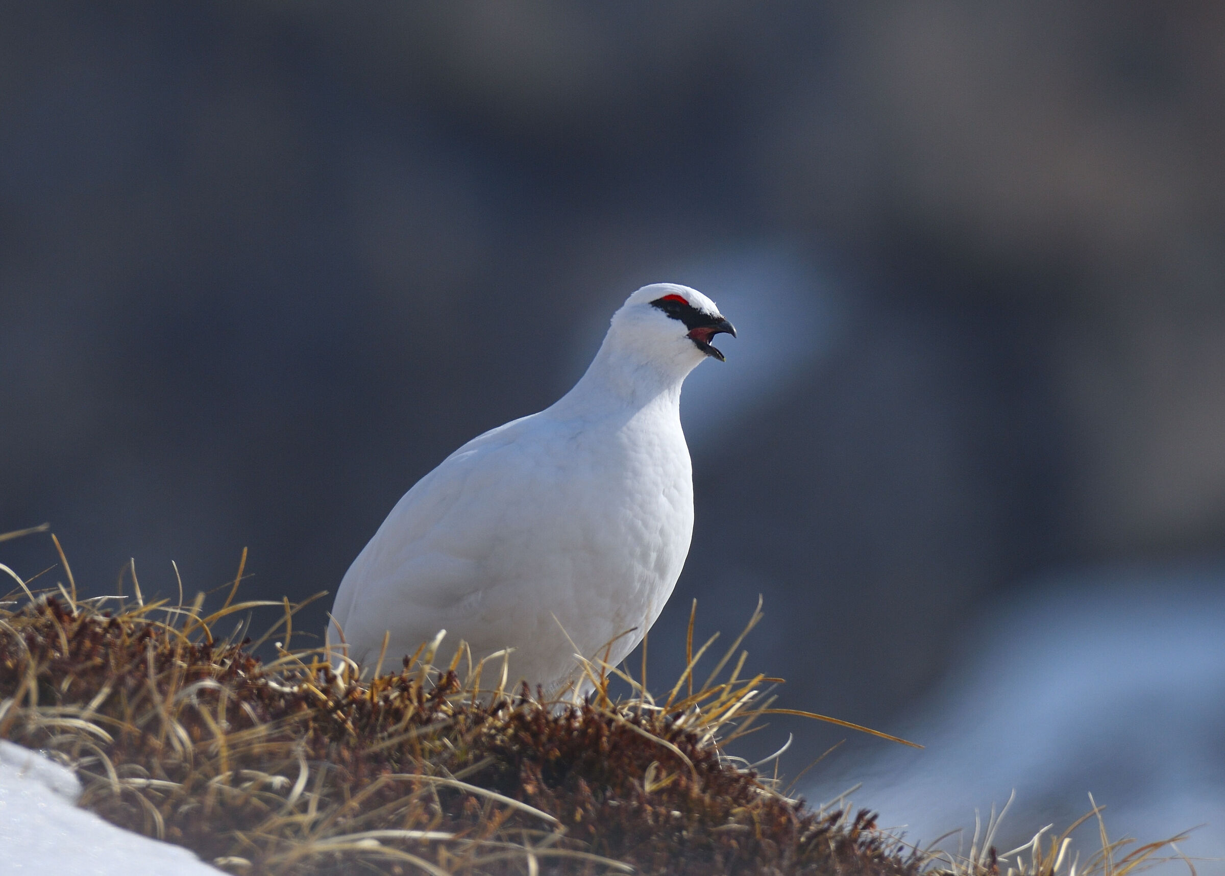 pernice bianca in canto