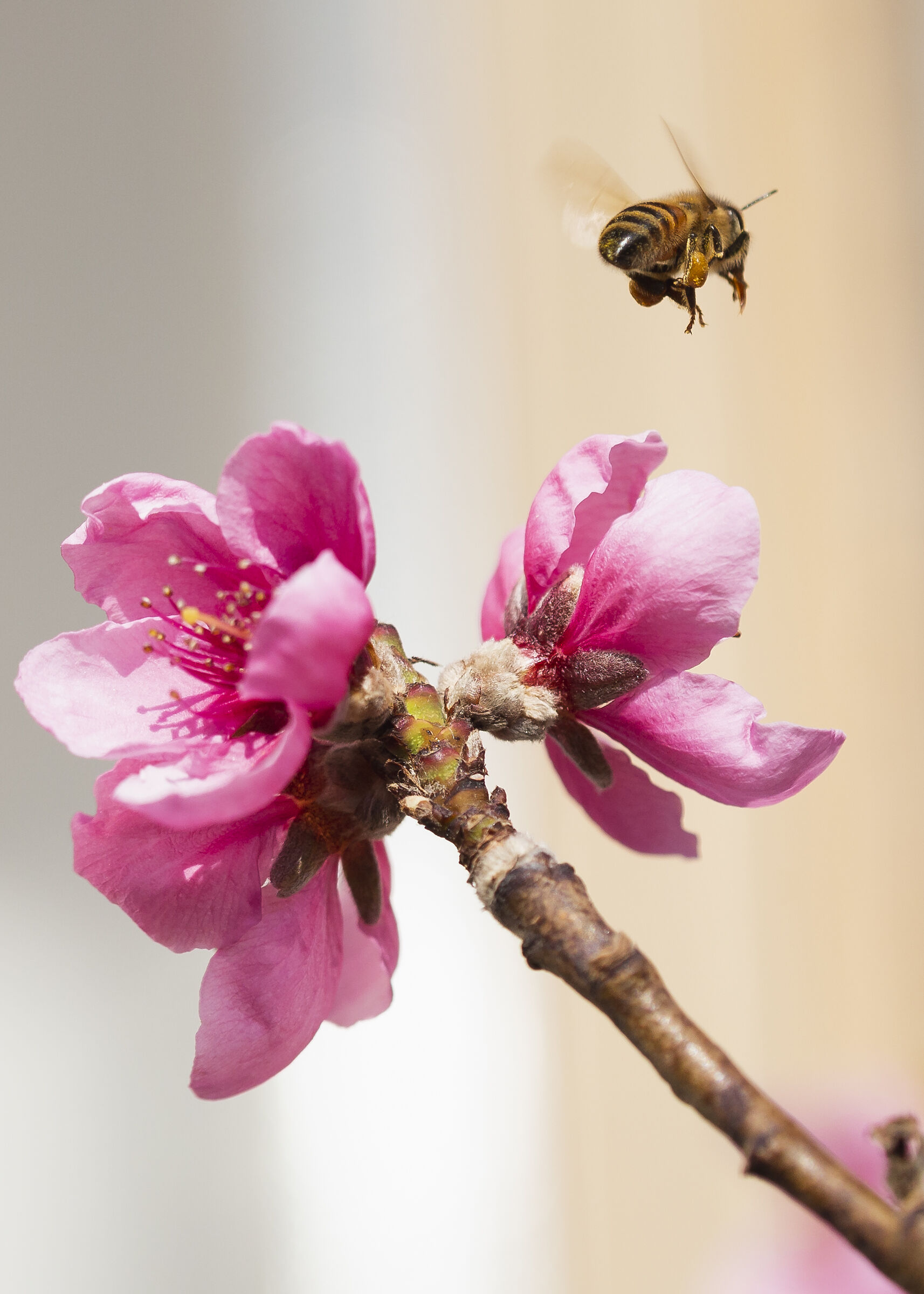 Ape e fiori di ciliegio 3