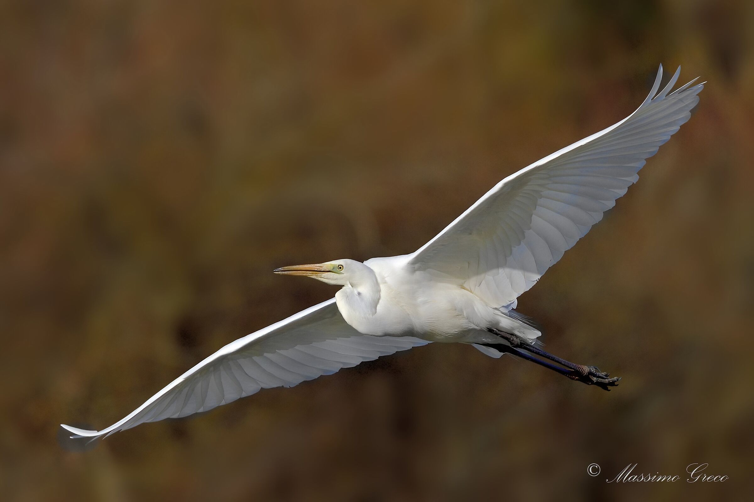 Great White Heron (Casmerodius albus)