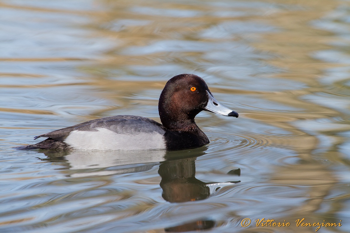 Scaup