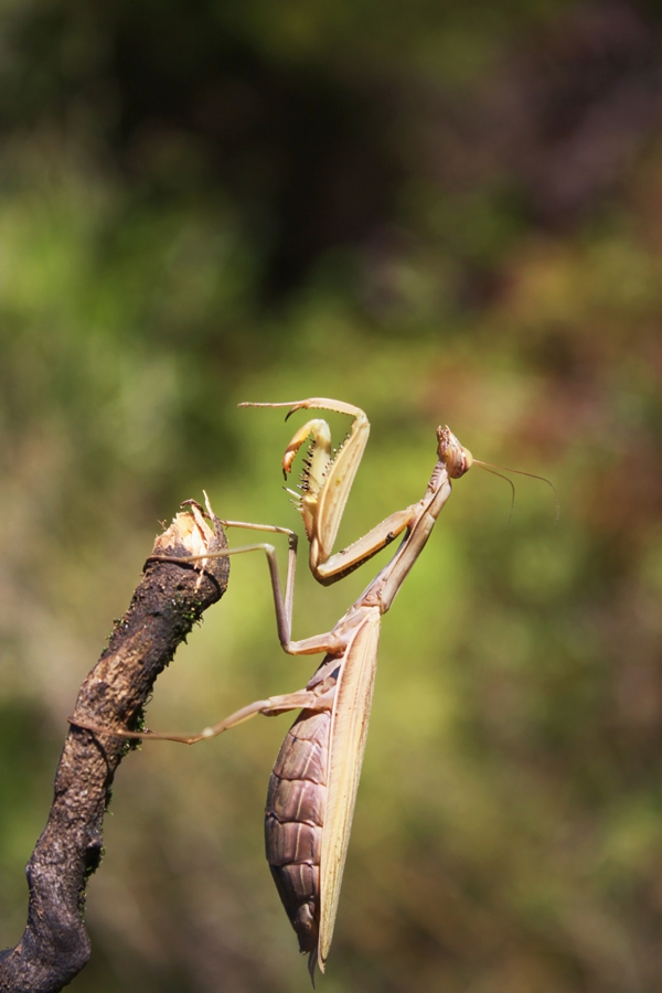 Praying Mantis