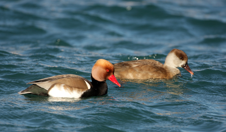 Pochard Turkish