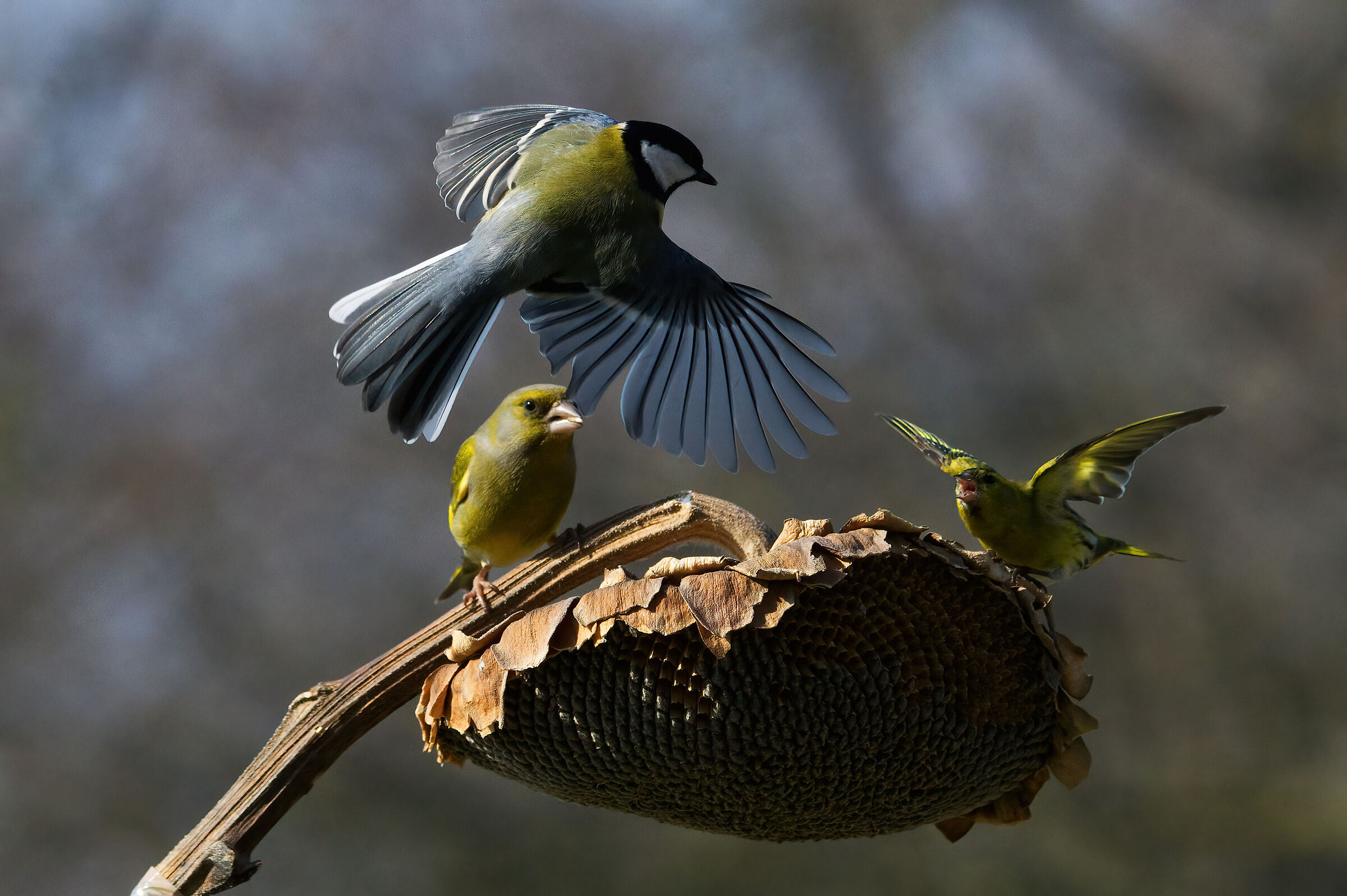 Mettete un semaforo!