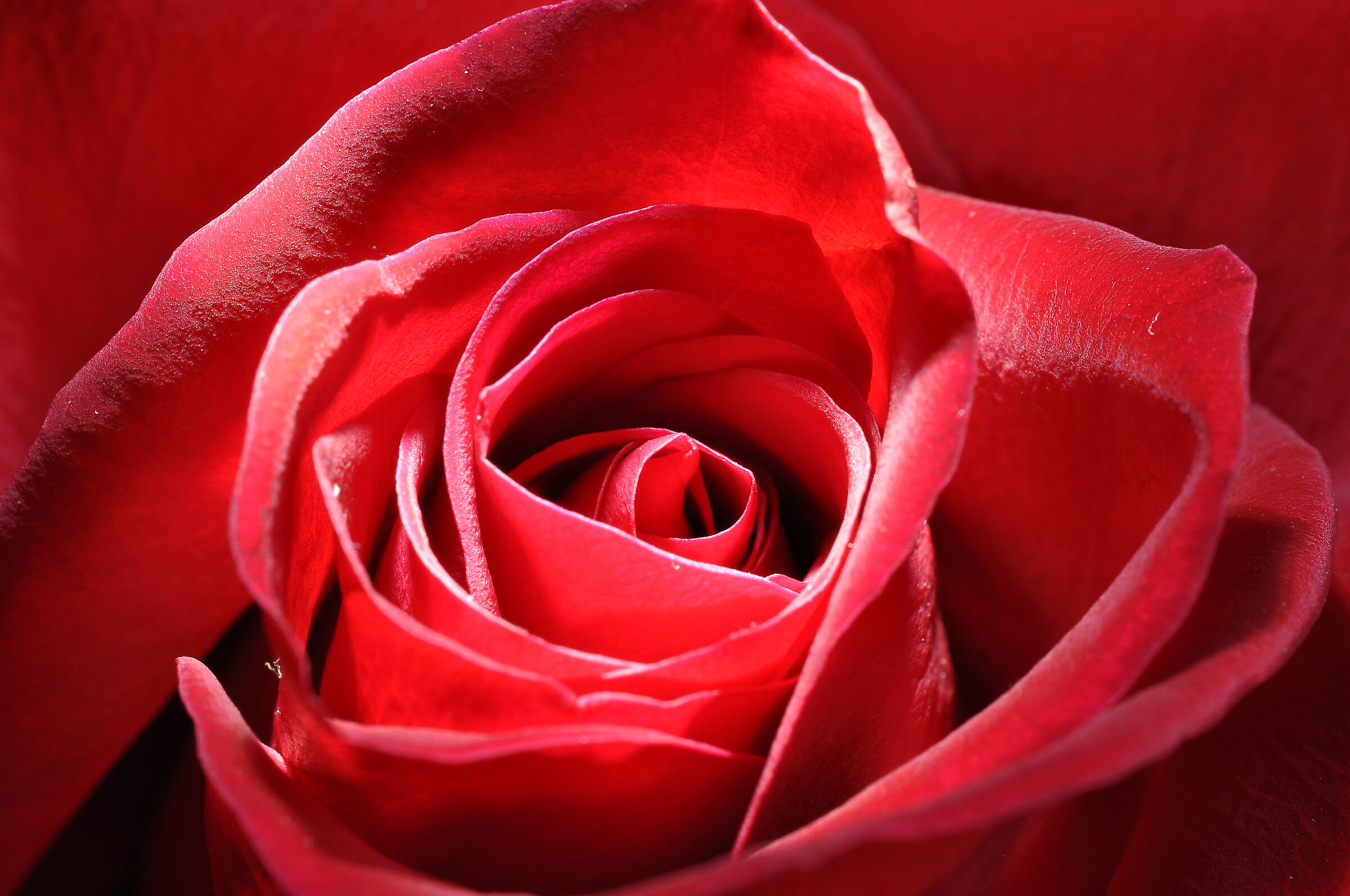Rosa
