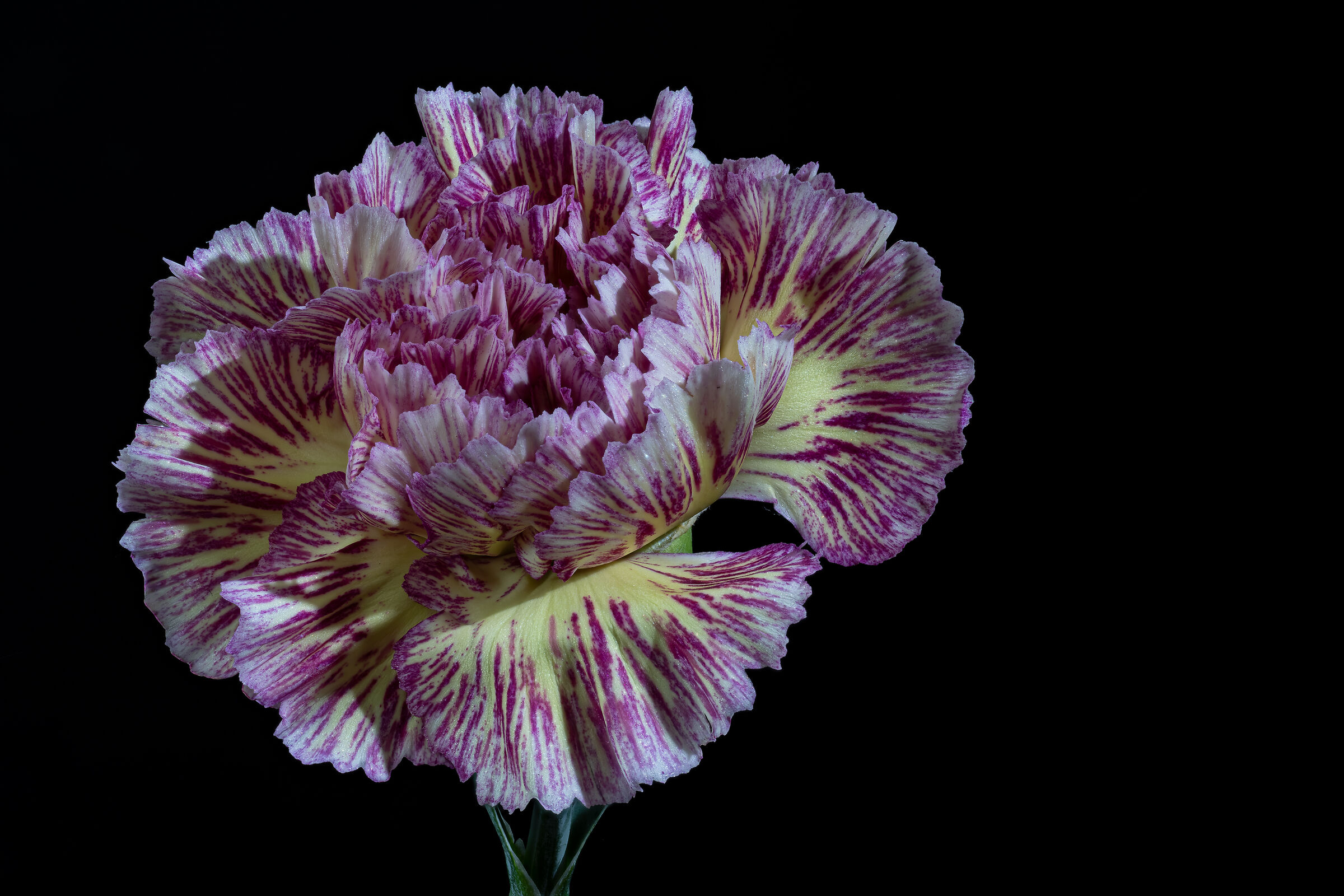 Dianthus