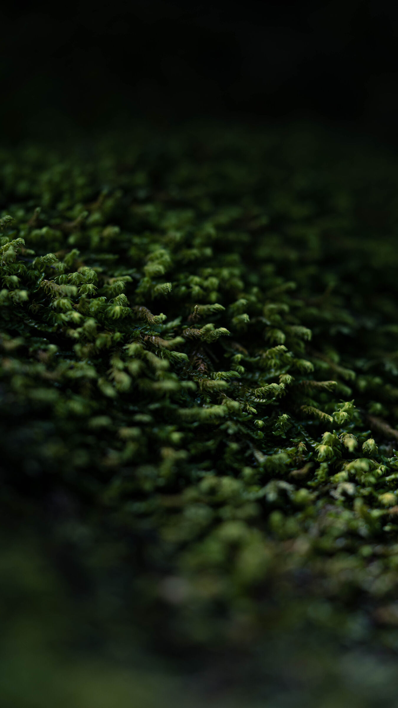 Moss