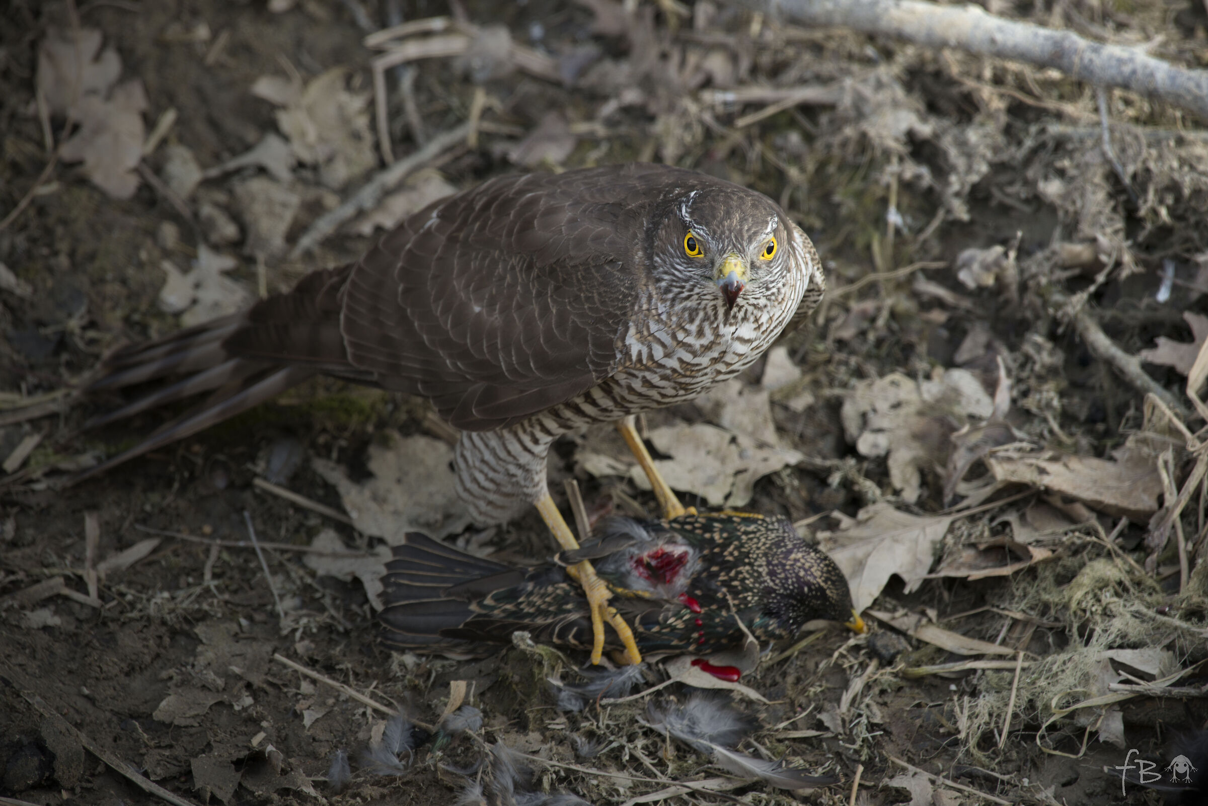 Sparviere con preda