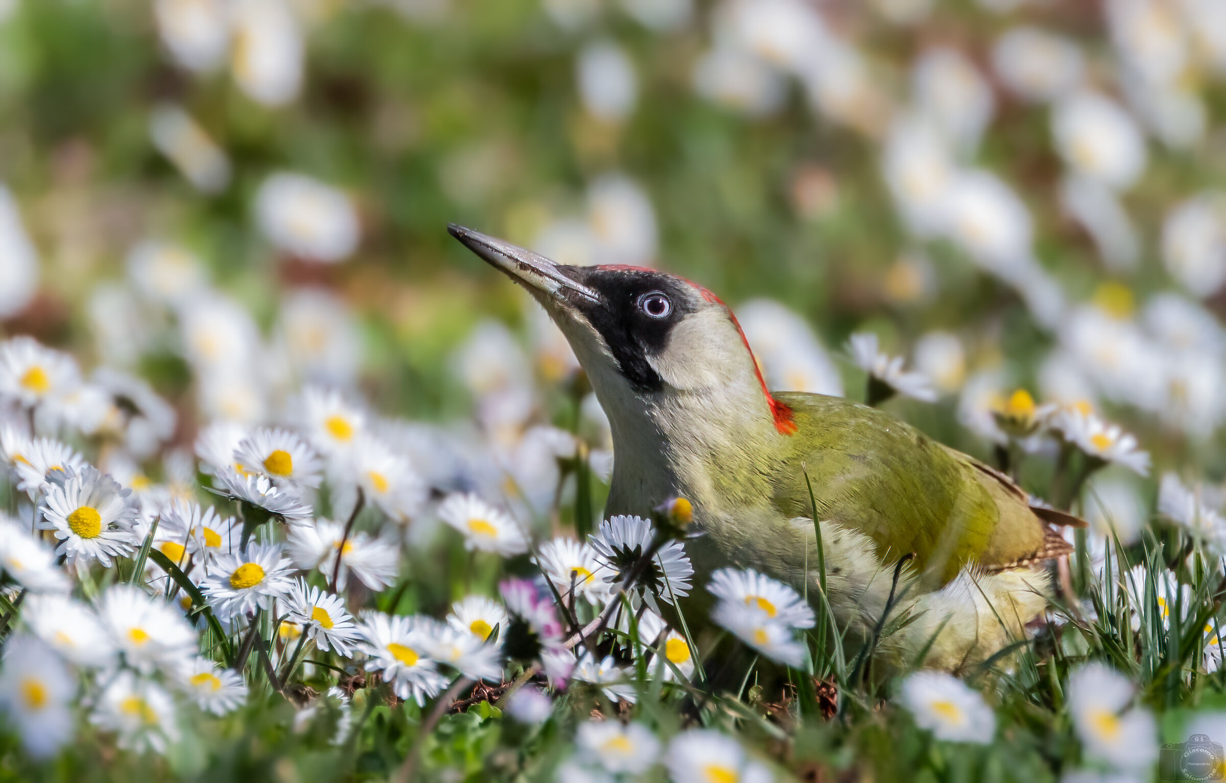 Green woodpecker among daisies.