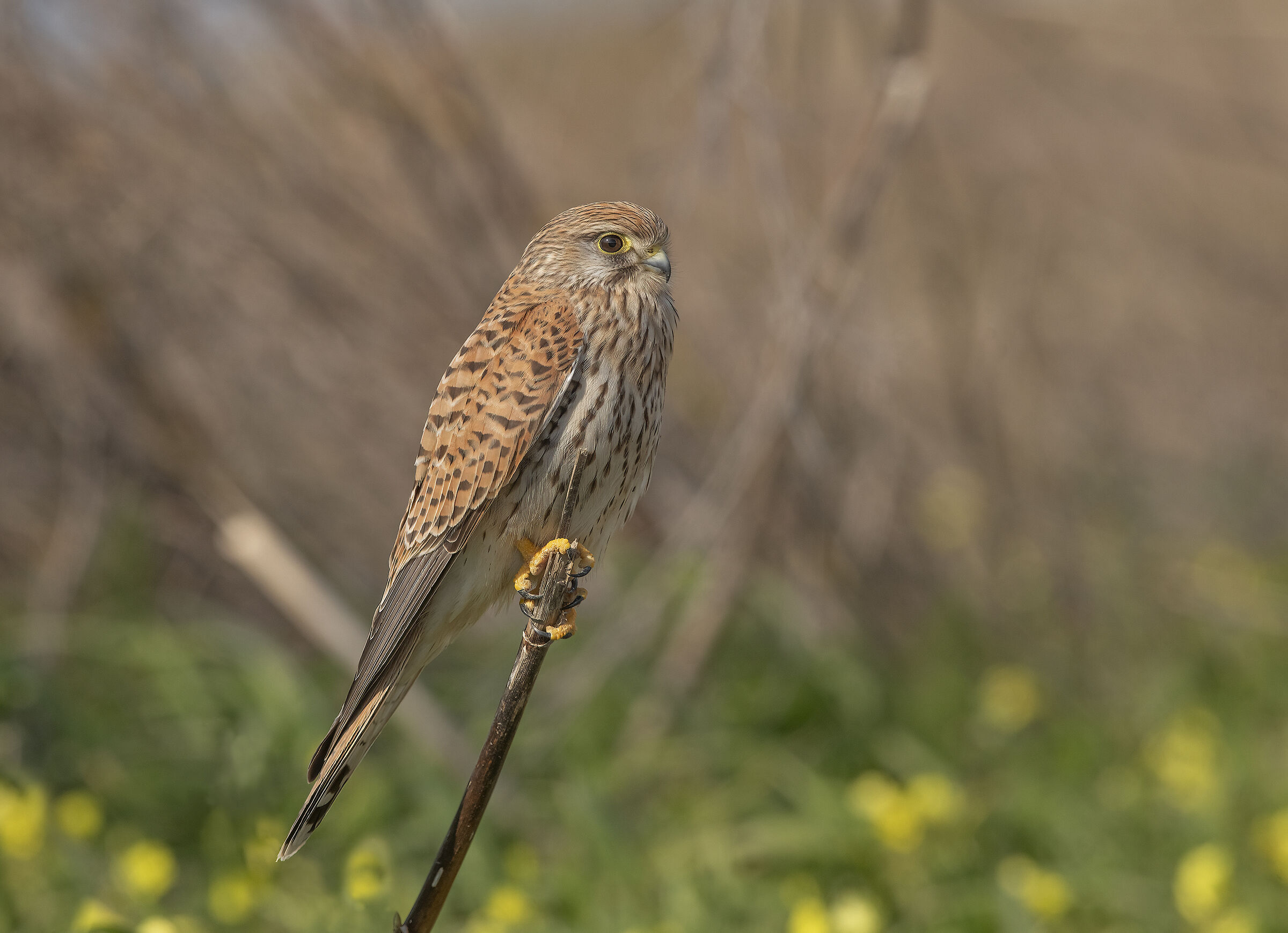 kestrel