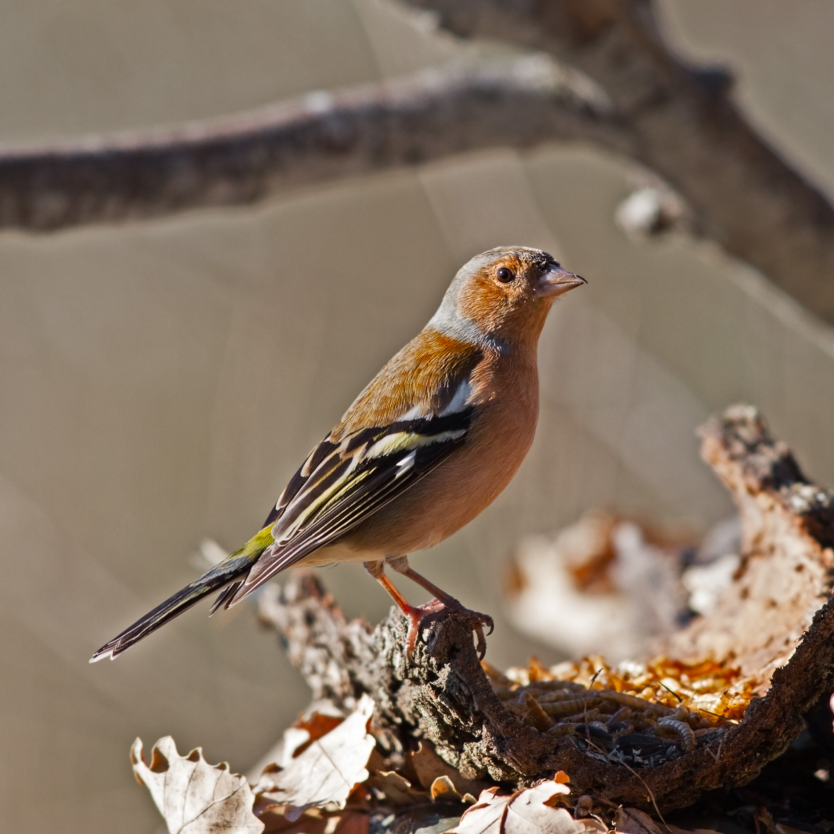 Chaffinch - Fringilla coelebs