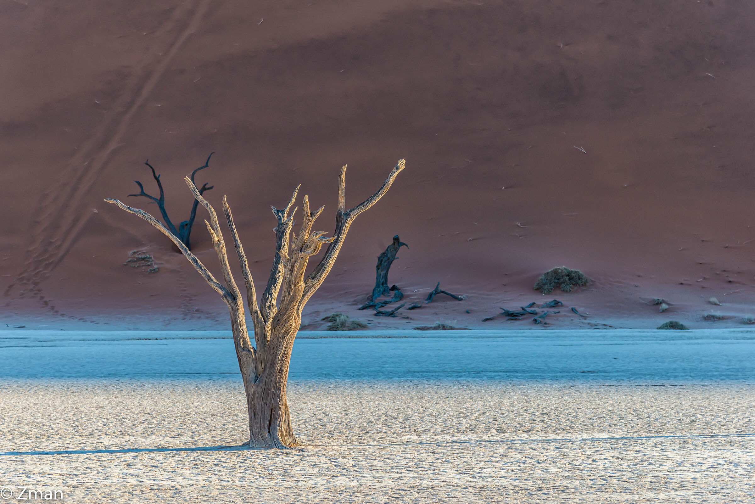 Alberi di acacia morti