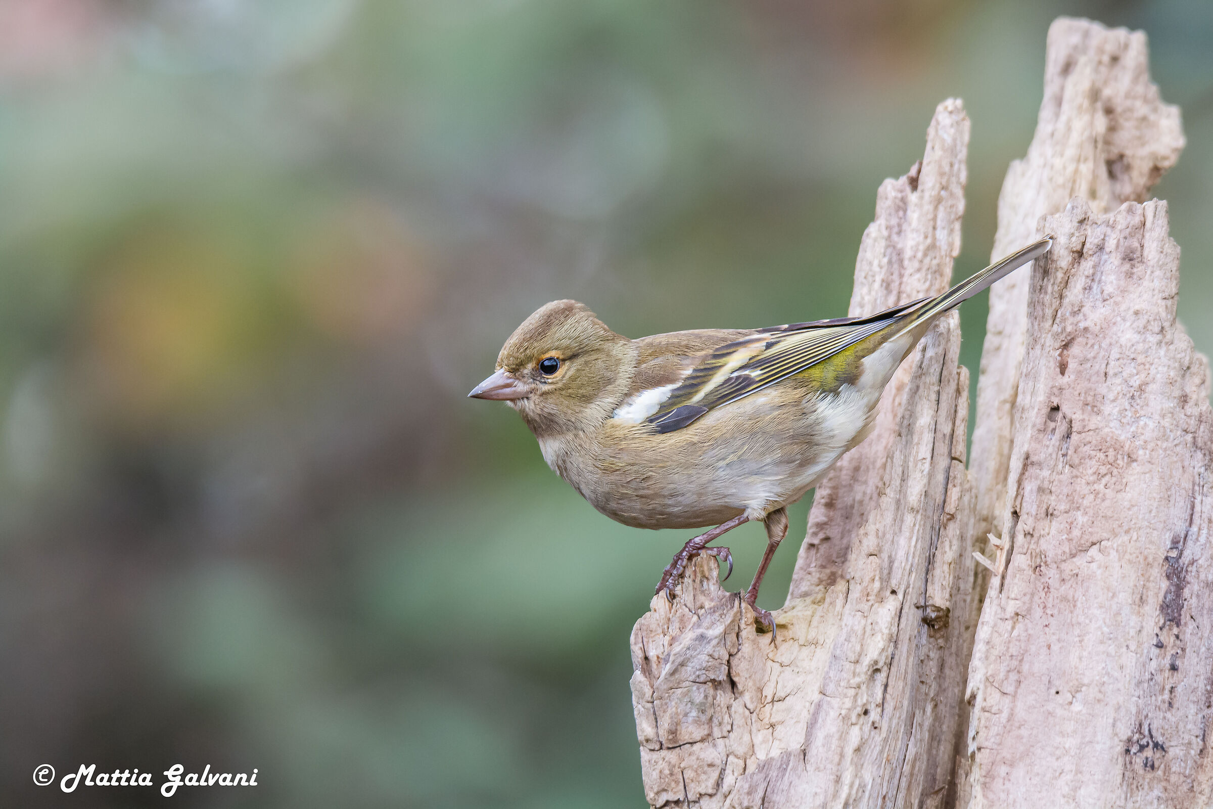 Female chaffinch posing