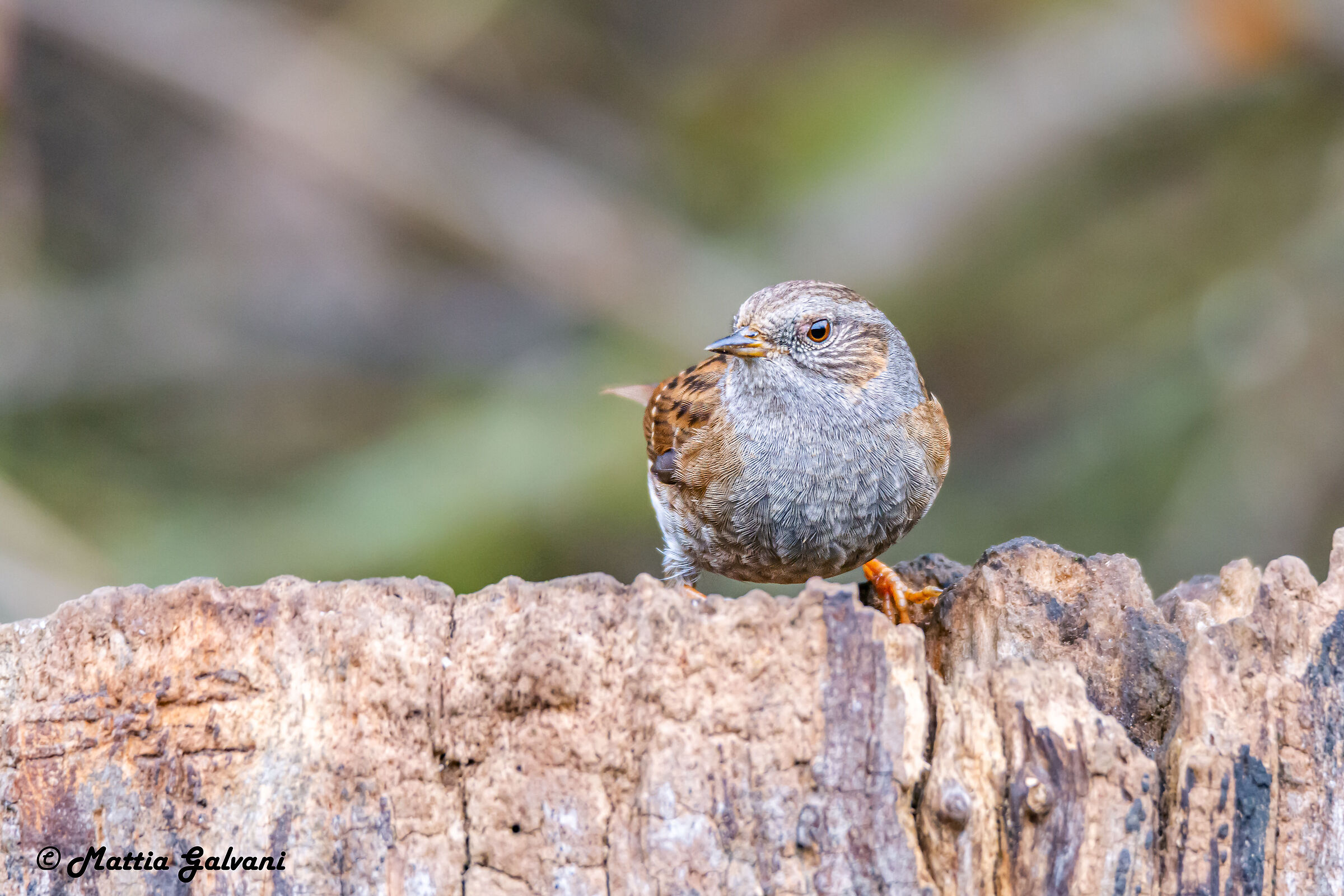Passera Scopaiola sul tronco