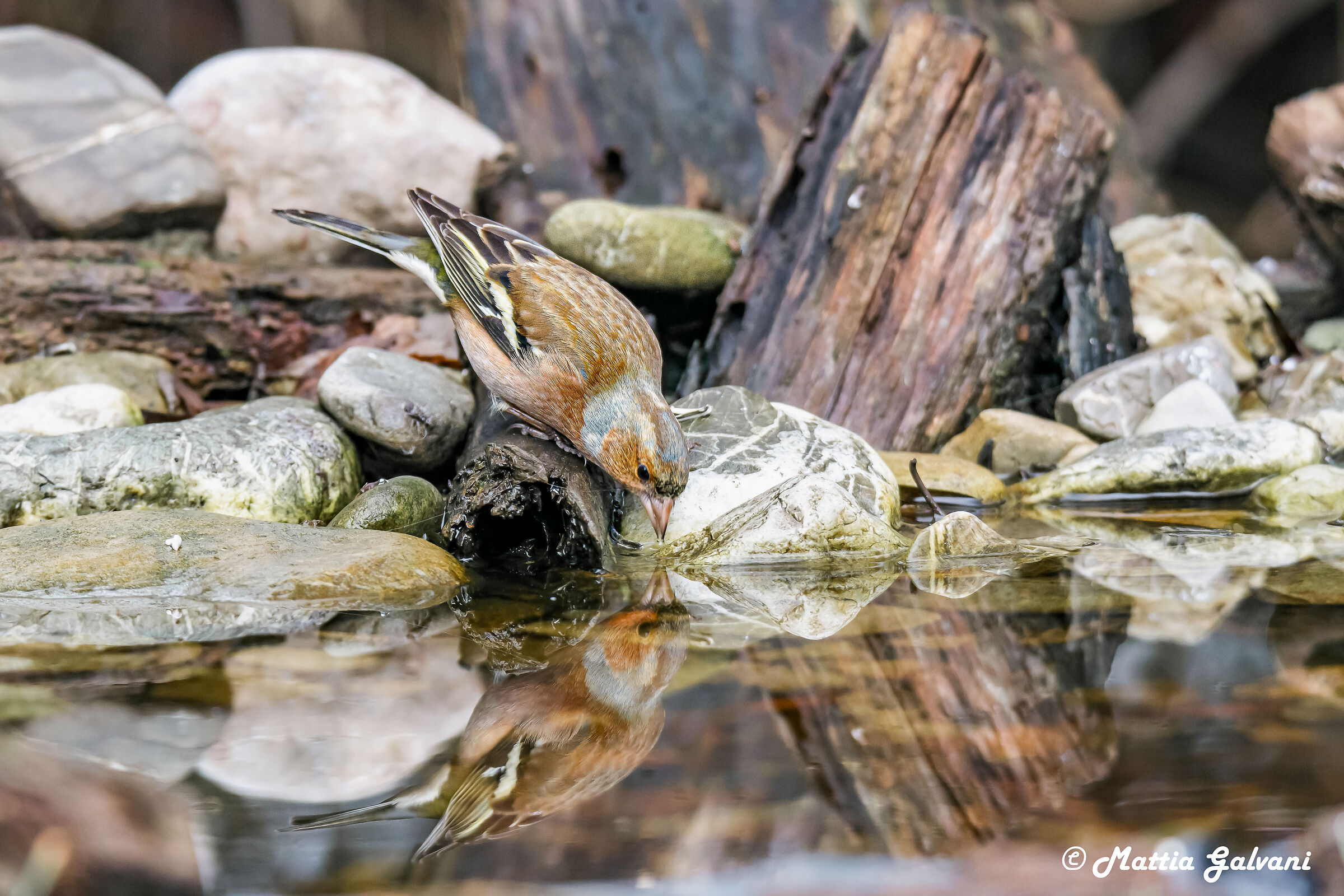 Male chaffinch with a lot of thirst