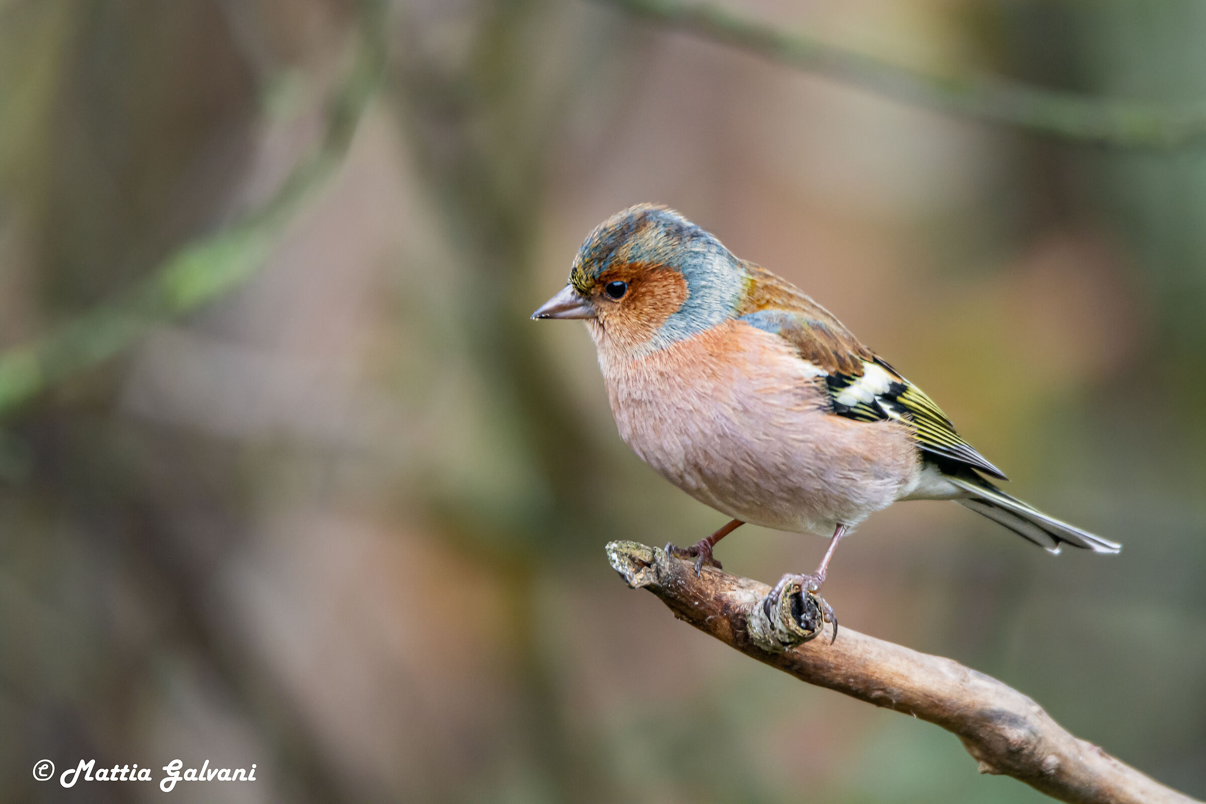 Male chaffinch watching his friends down