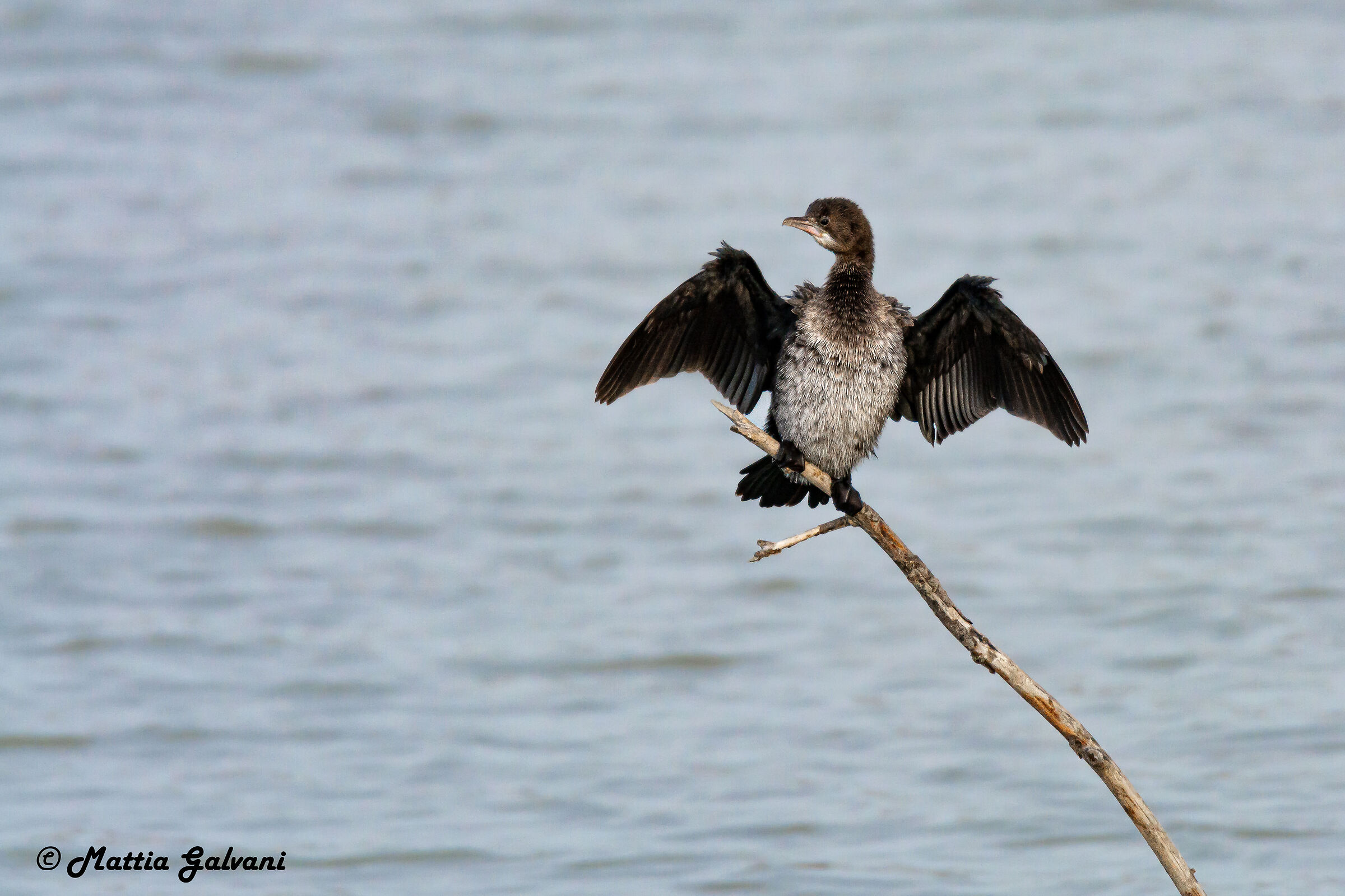 Marangone Minore taking air