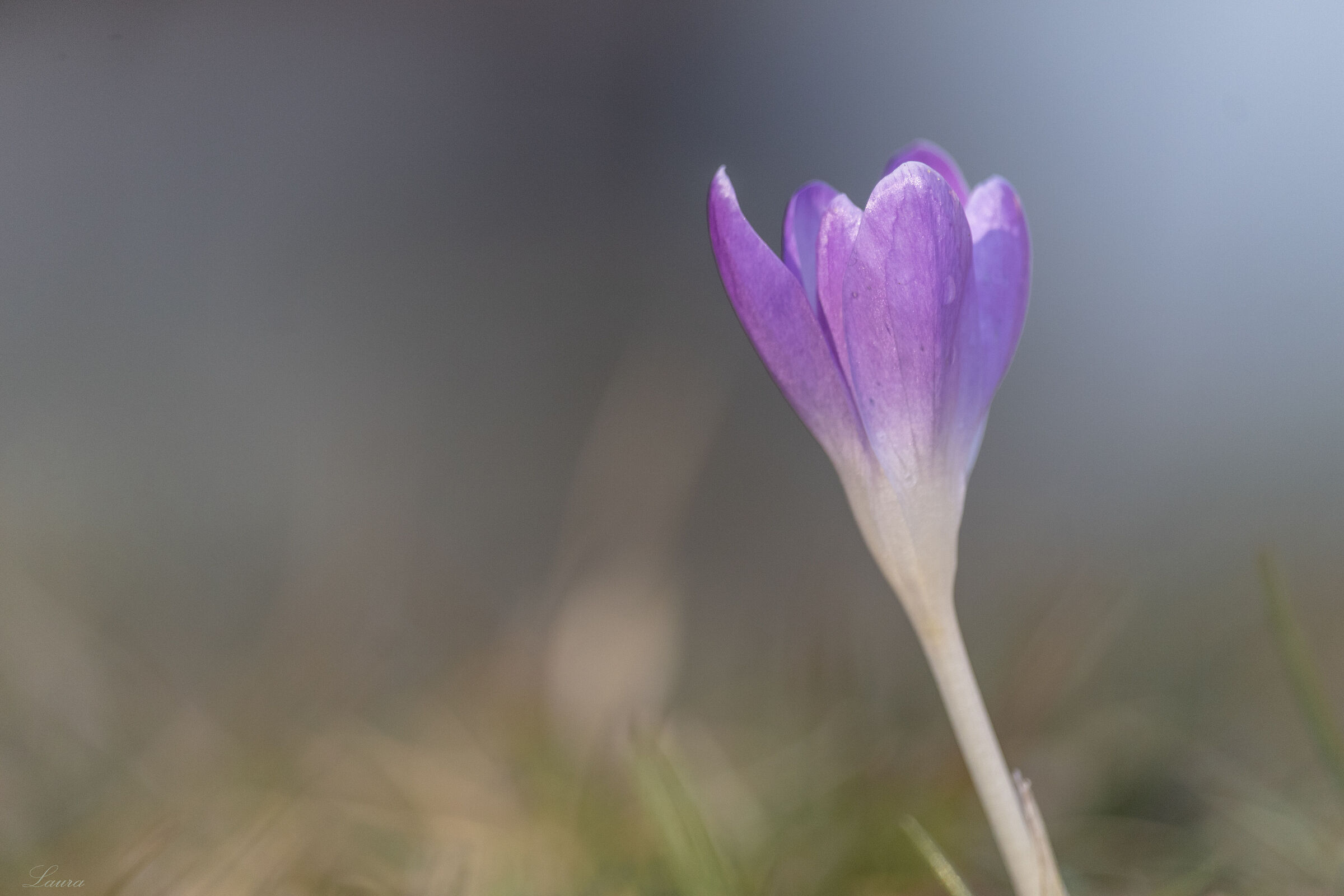 Crocus