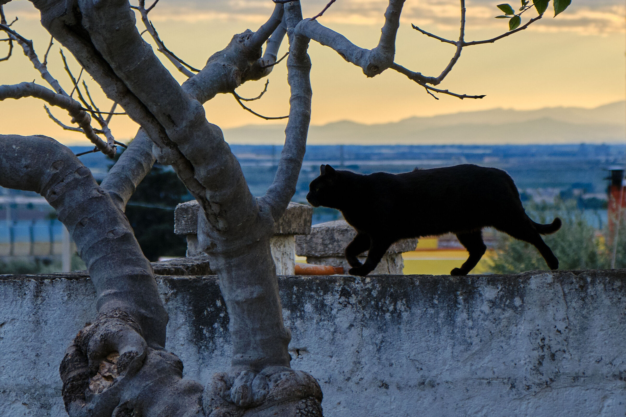 The Panther