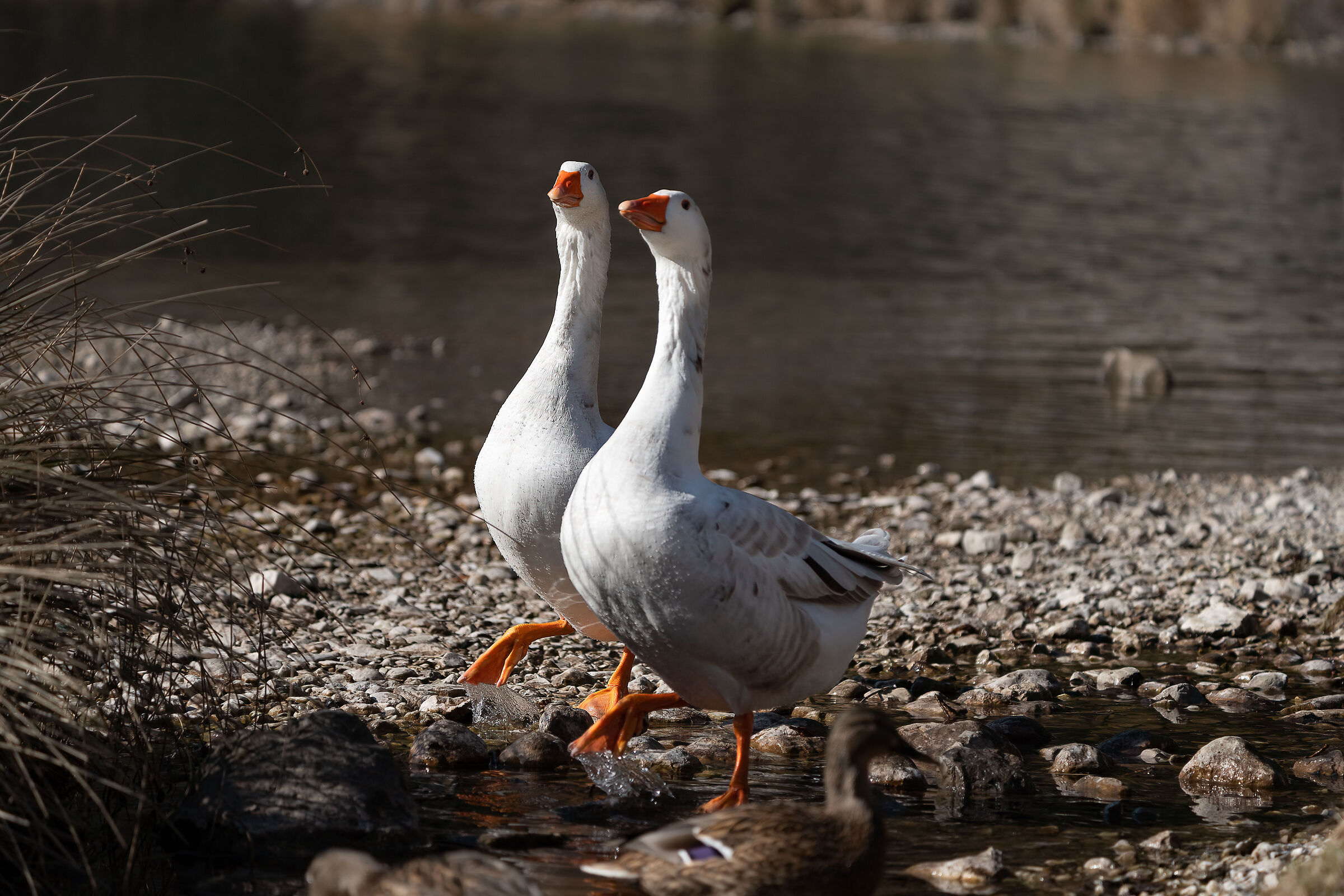 Adelina and Guendalina