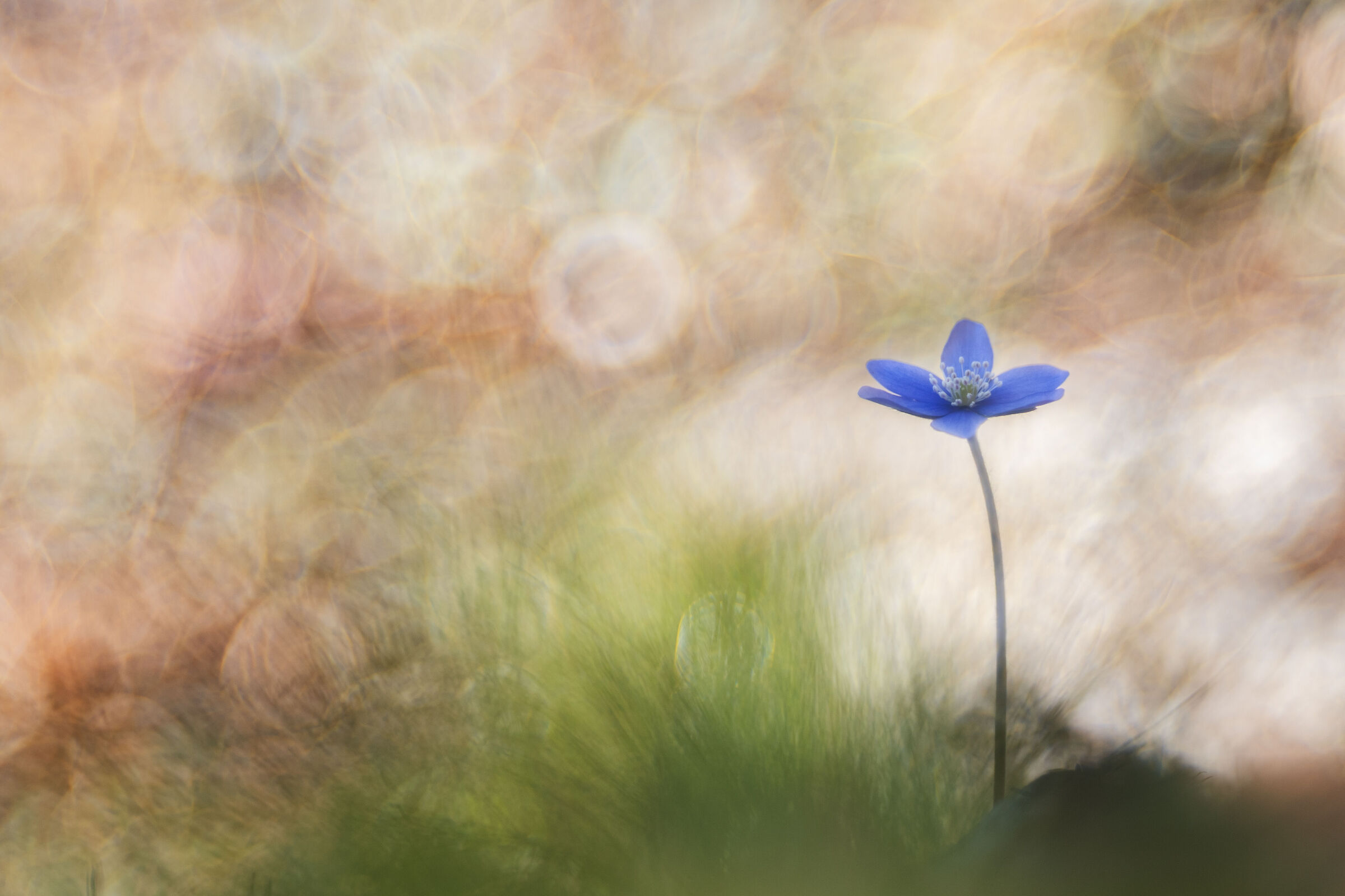 Hepatica