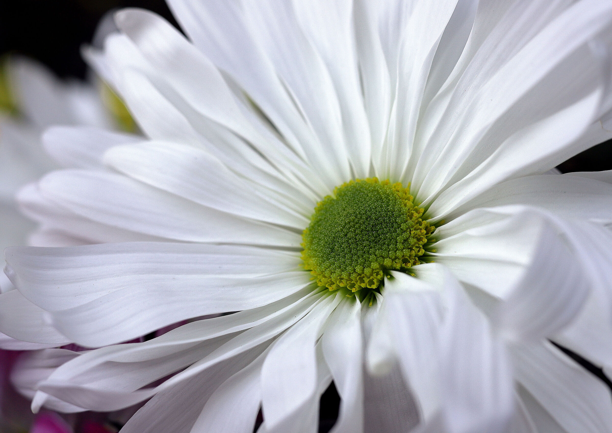 White chrysanthemum