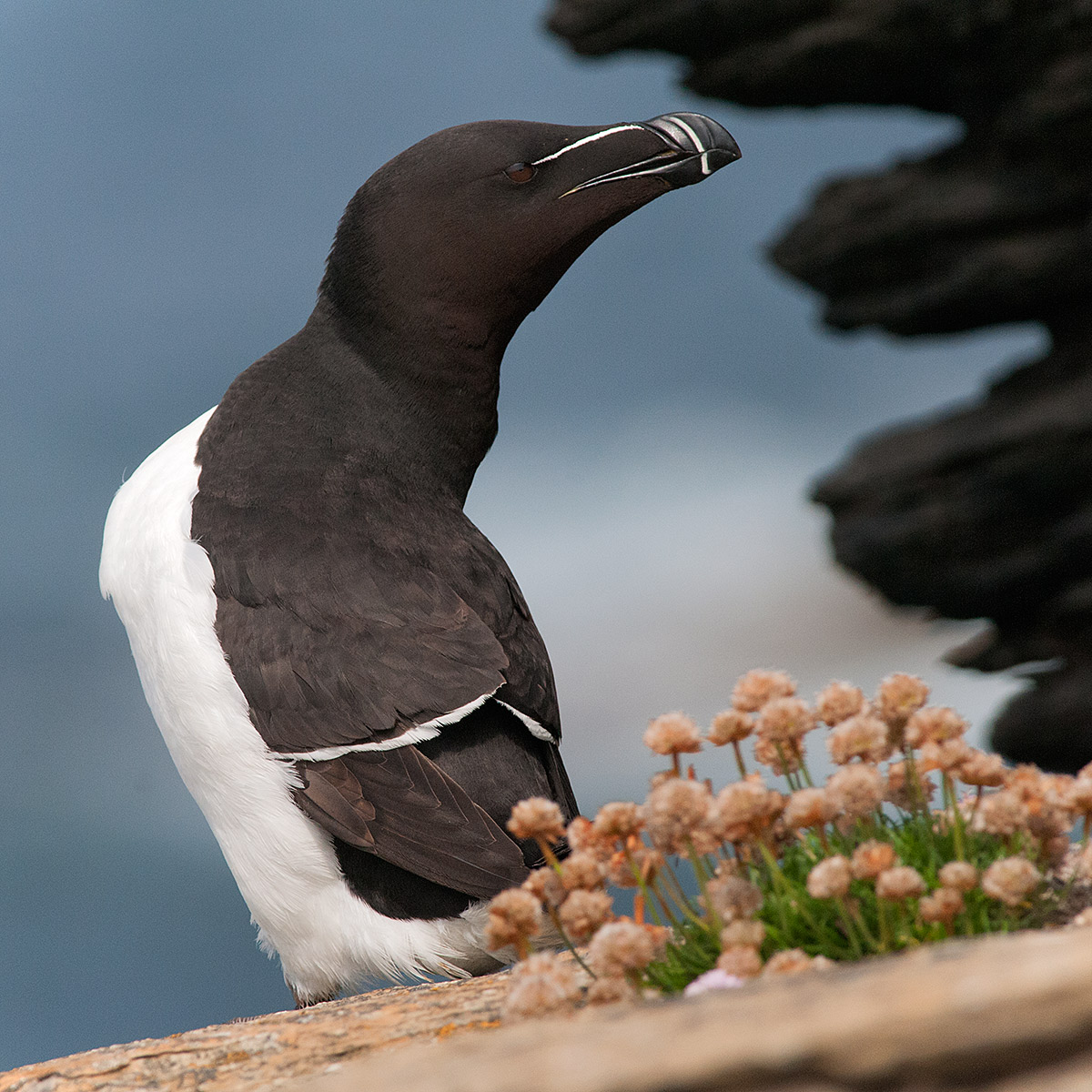 Razorbill